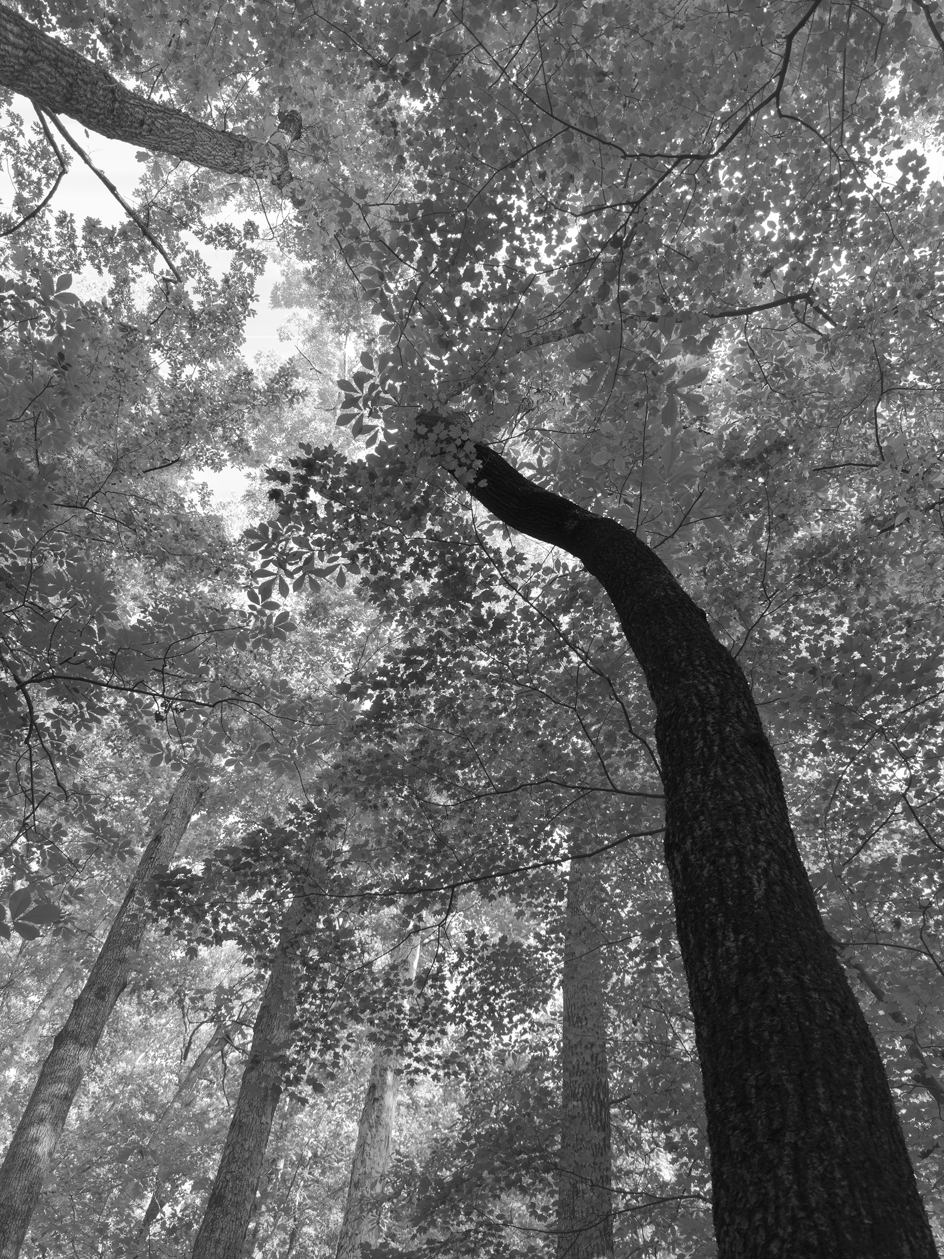 Off the Gold Branch Trail