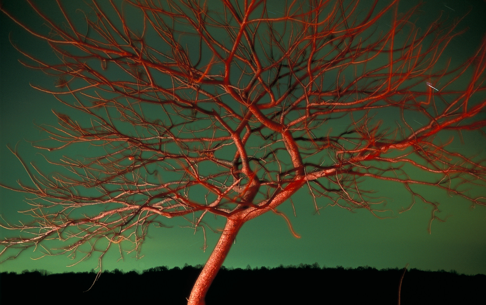 One Tree at Night (Overcast), Nicholson Georgia