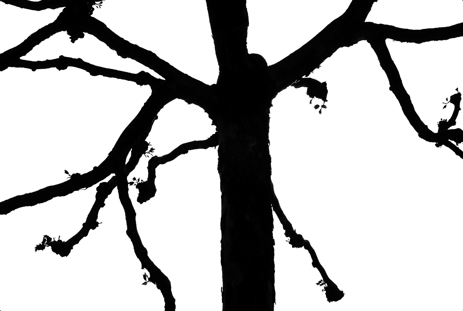 Ornamental Tree, Japanese Gardens, San Francisco, California