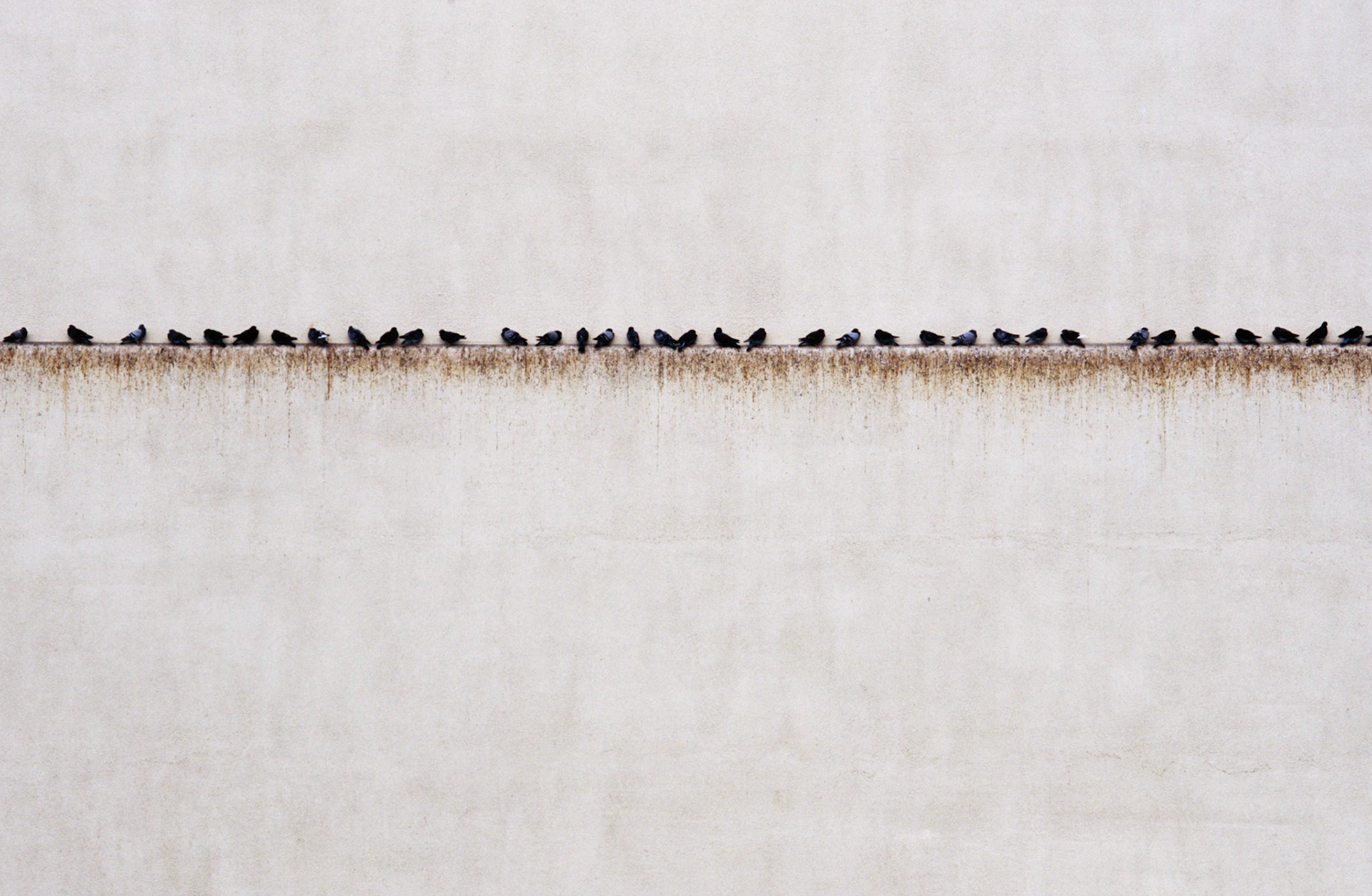 An Orderly Arrangement of Pigeons, Manhattan Beach, California 2004