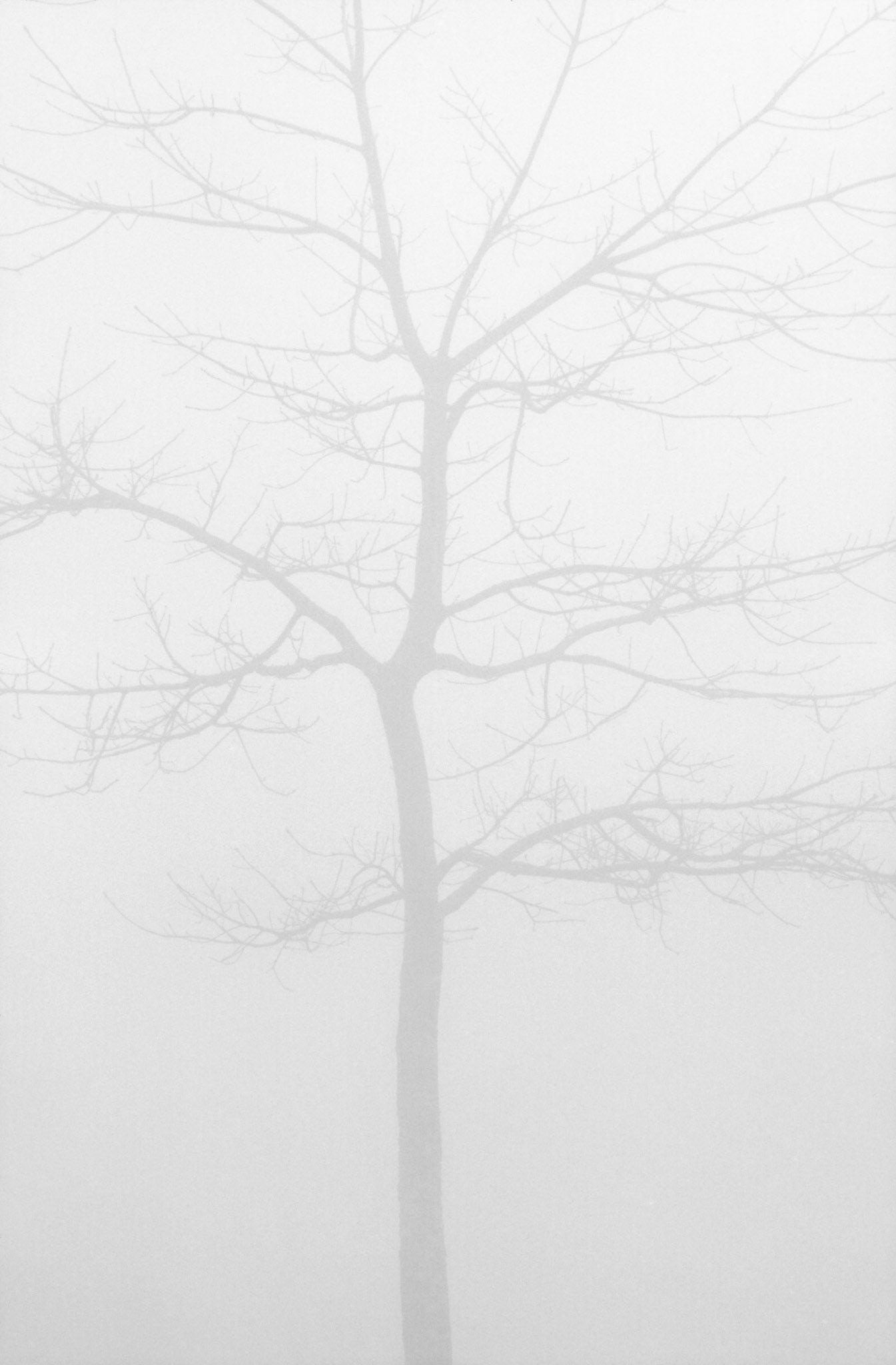 Isolated Tree in Fog, Brasstown Bald, Georgia 1993