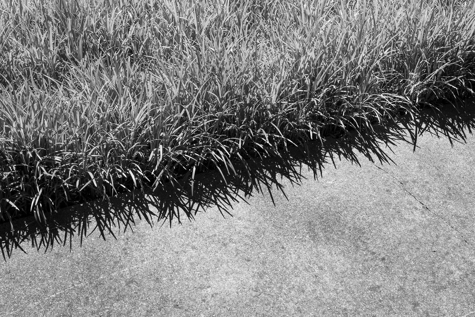 Spring Grass, Atlanta Georgia 2013