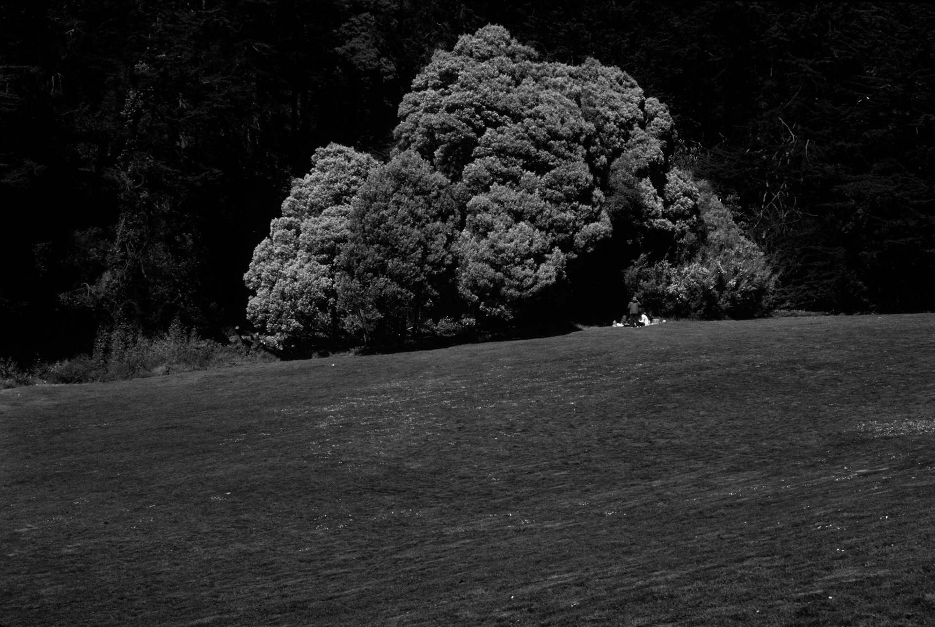 Picnic, Japanese Gardens, San Francisco, California 2003