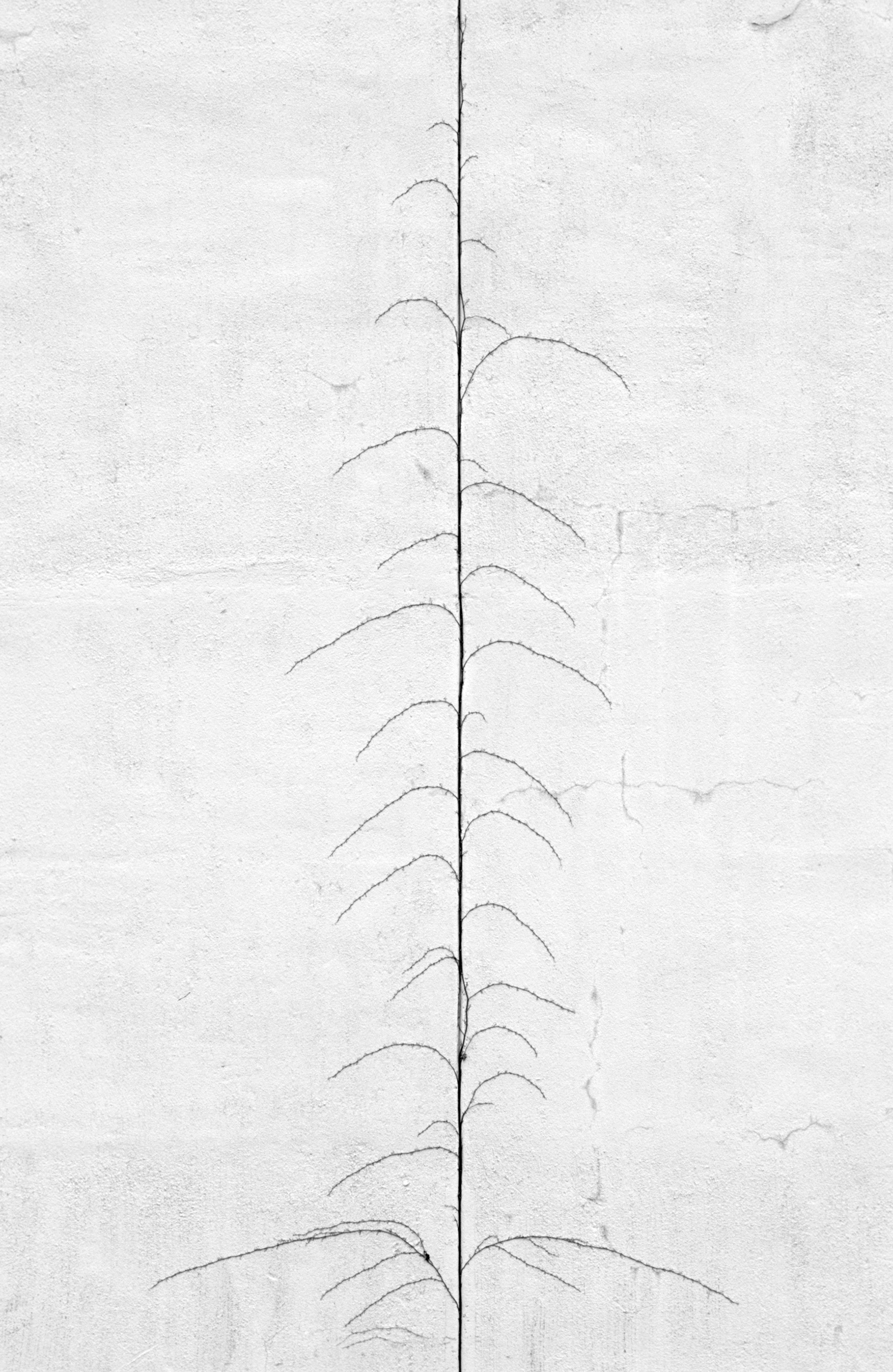 Persistence 02 (crawling vine), Atlanta Georgia