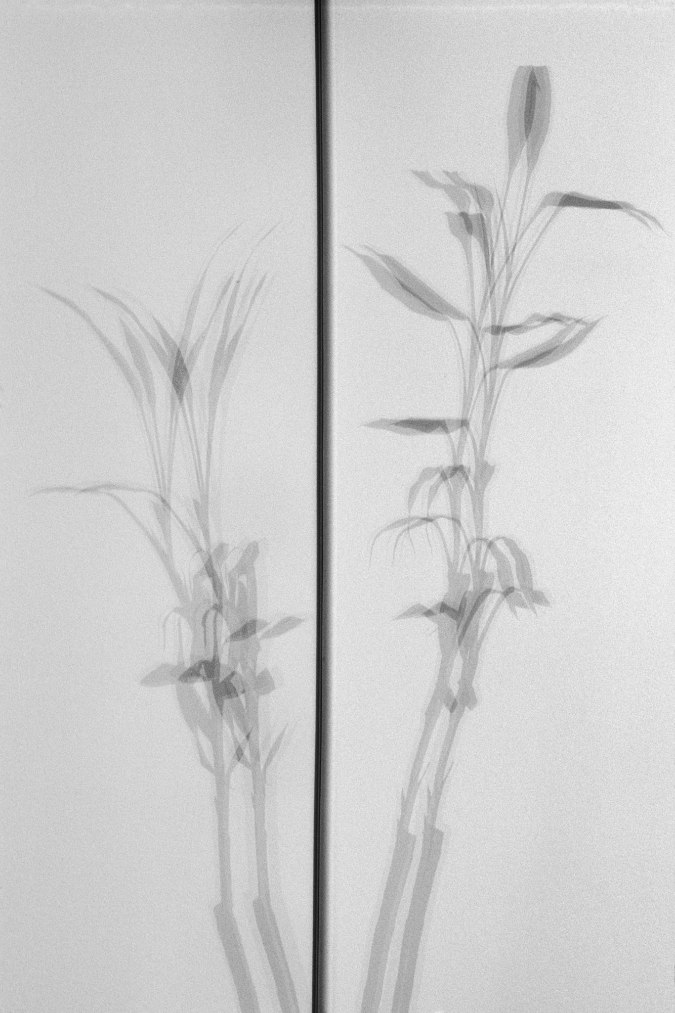 Bamboo Shadows with Vertical Line, Atlanta, 2005