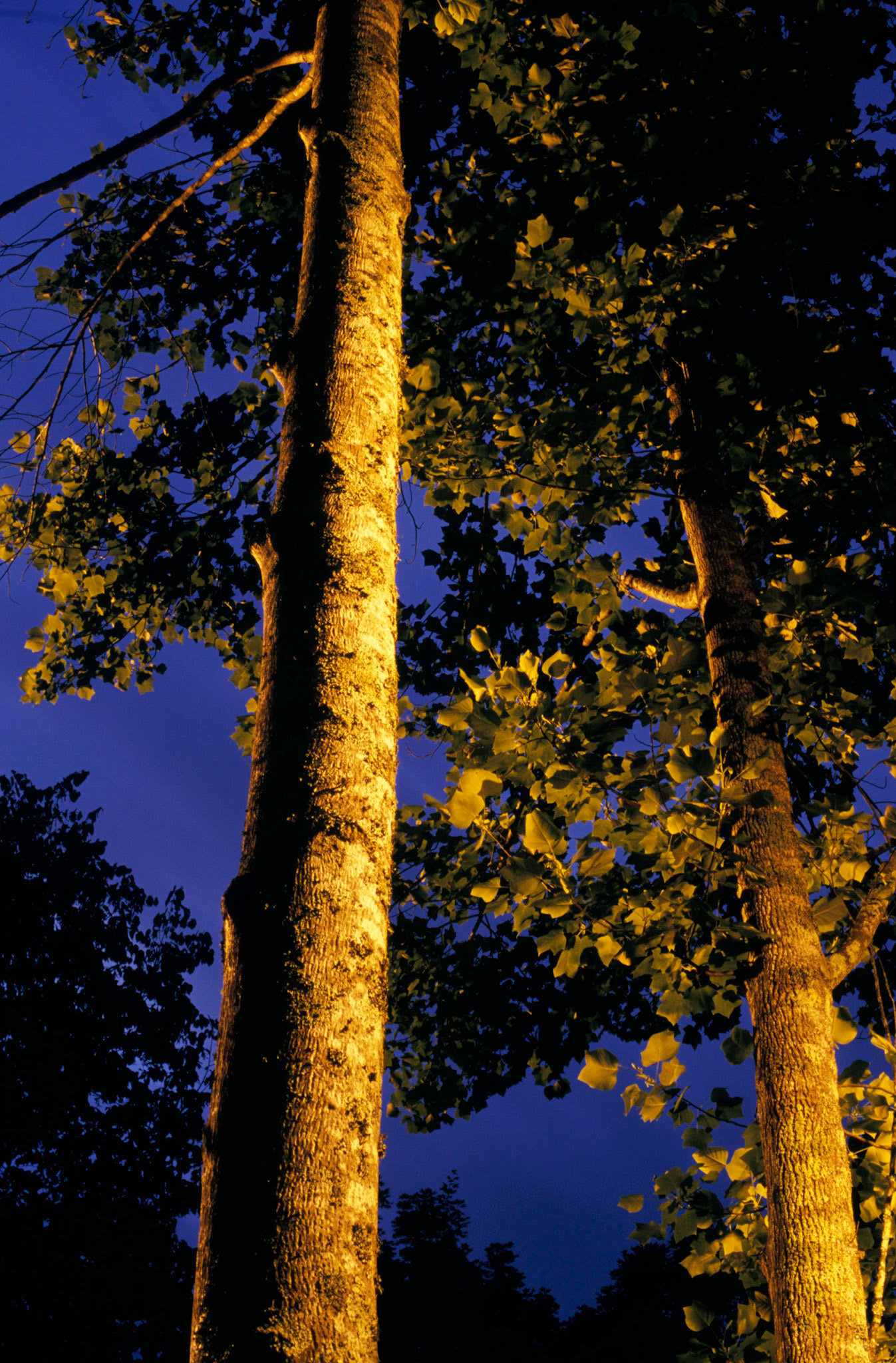 Early Evening, Spring, North Atlanta, 2005