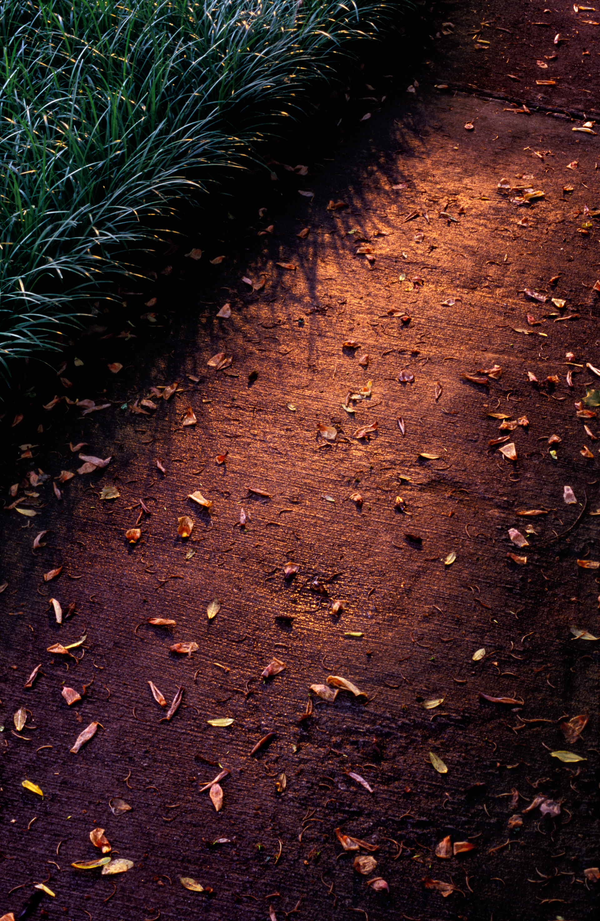 Walkway at Twilight After a Spring Rain, Atlanta Georgia