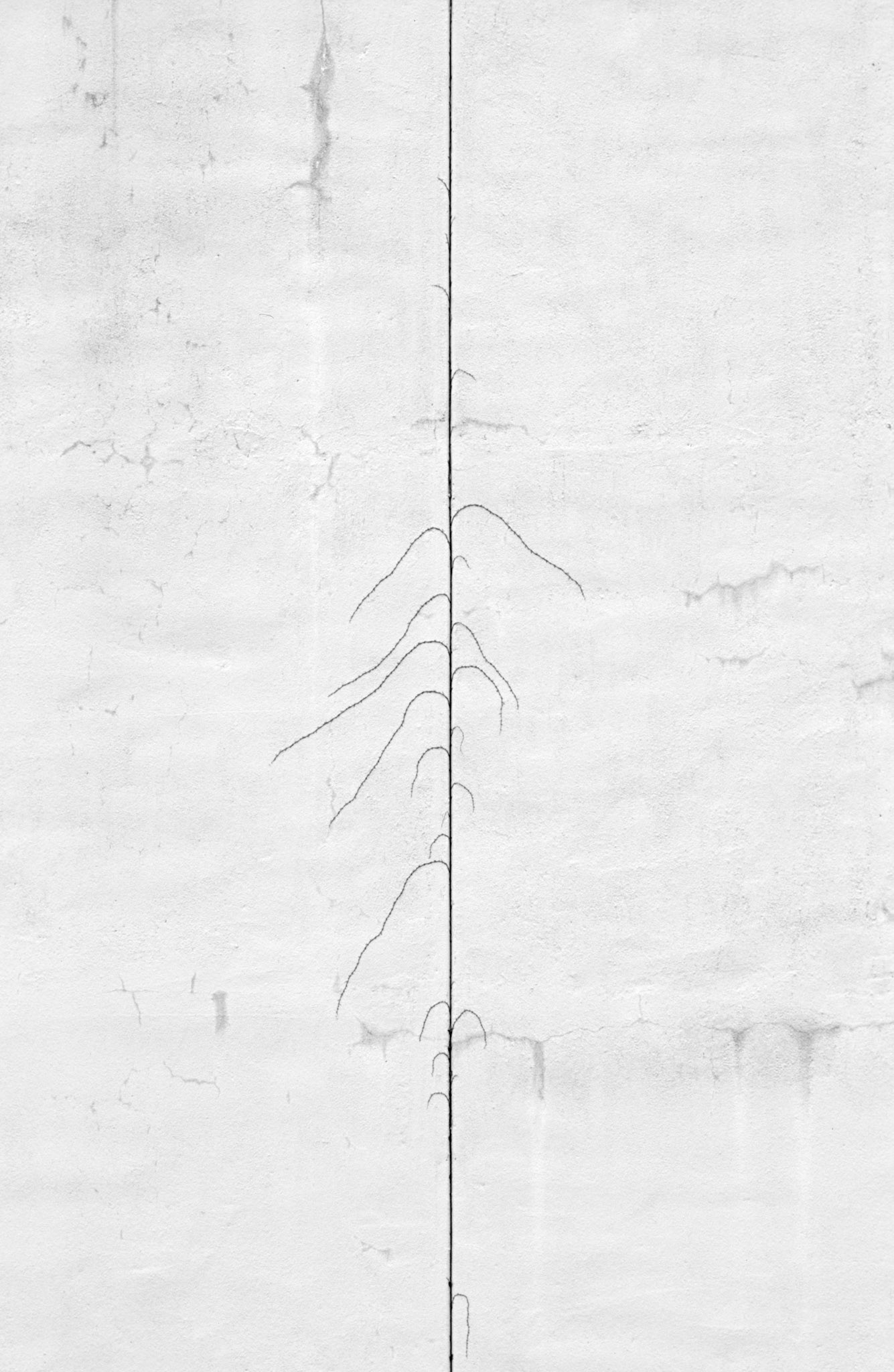Persistence 01 (crawling vine), Atlanta Georgia 2004