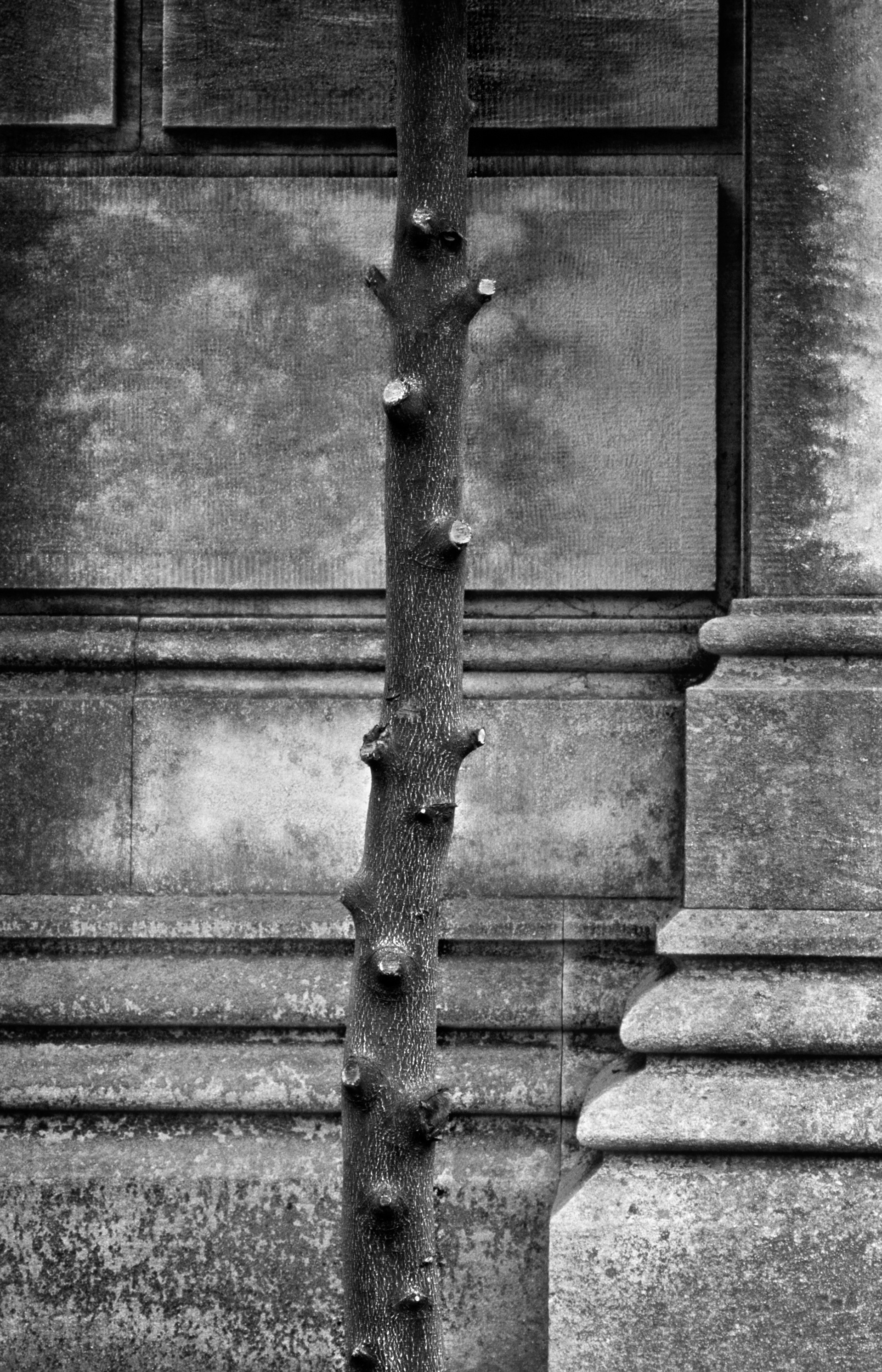 Mausoleum with Clipped Tree, Oakland Cemetery, Atlanta Georgia