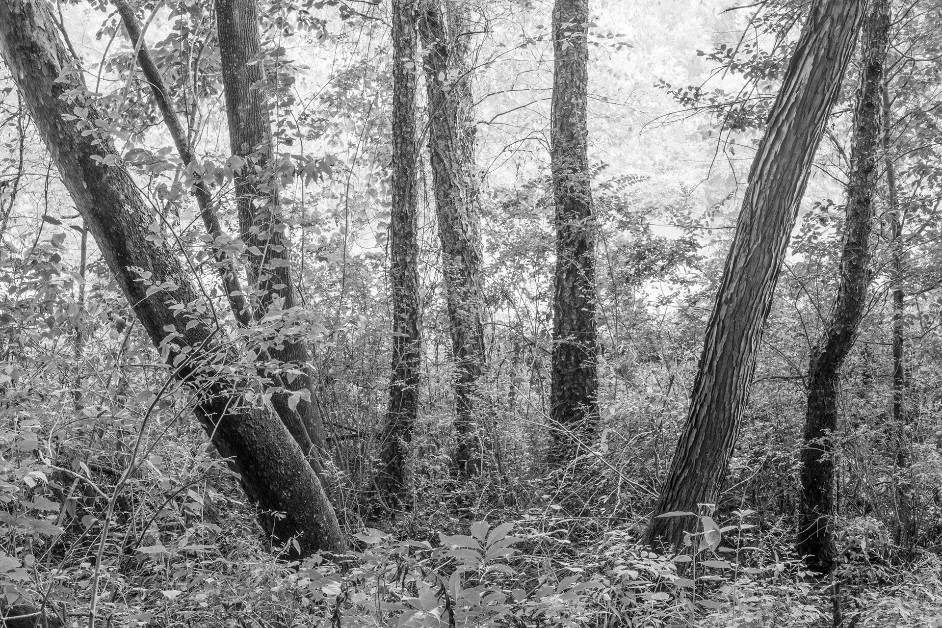 Complex Landscape, Chattahoochee River, Atlanta Georgia