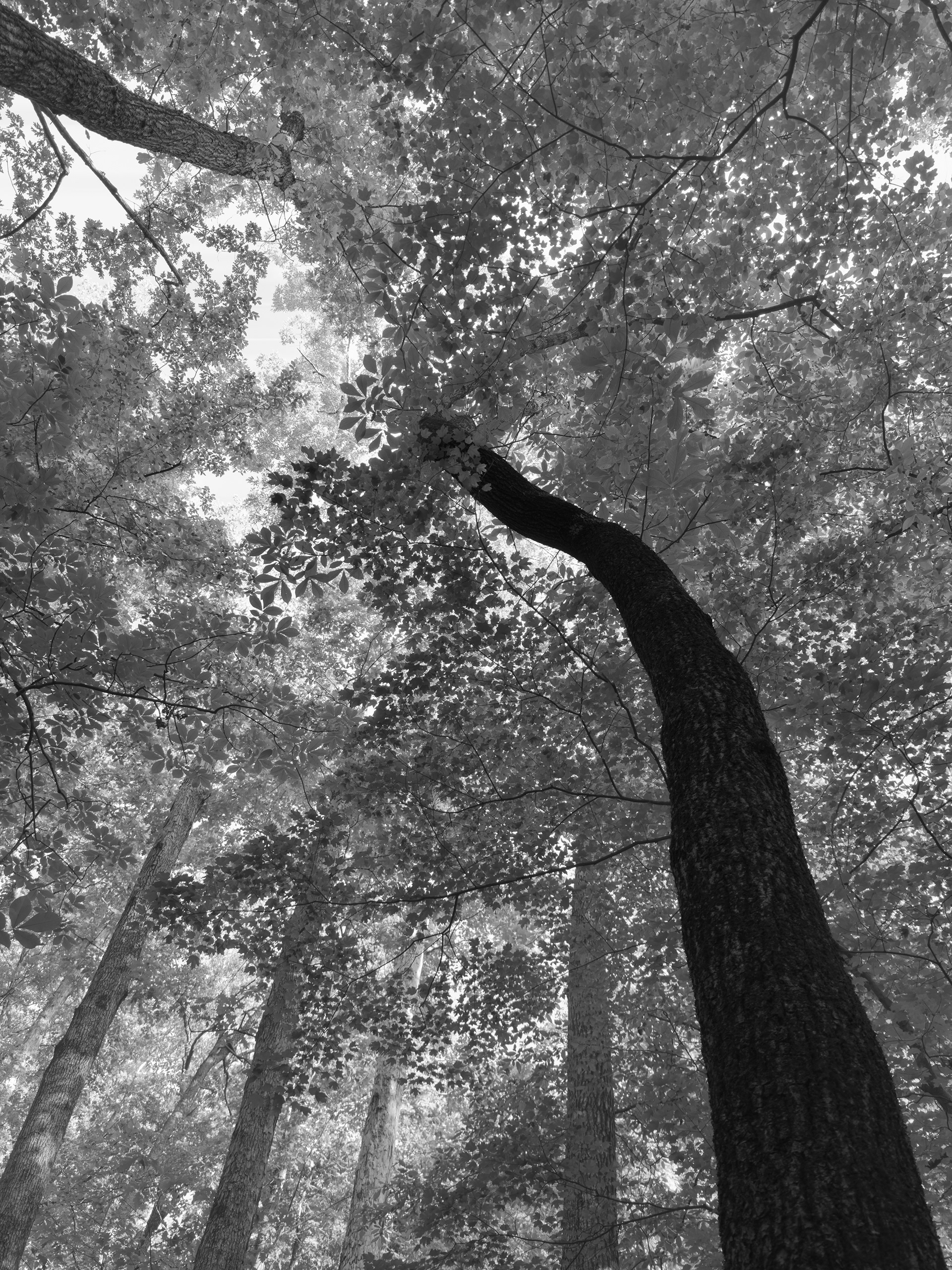 Off the Gold Branch Trail, Atlanta