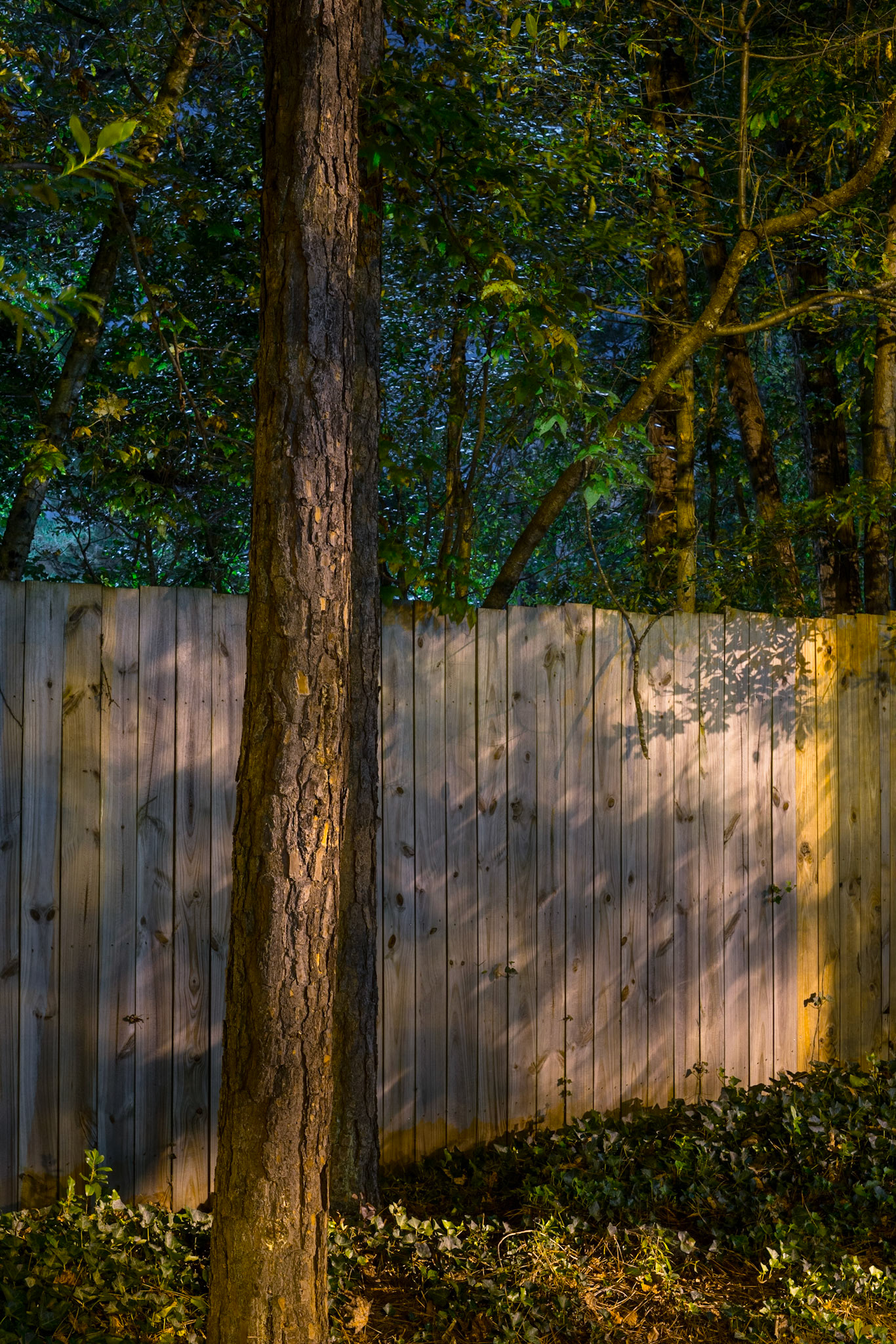 Summer Nocturne, Atlanta Georgia 2014