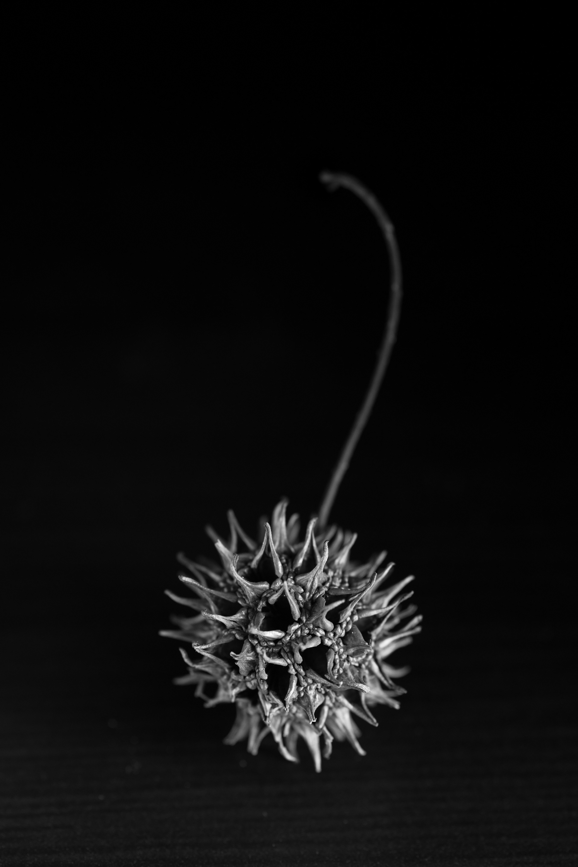 Sweetgum Seed Pod