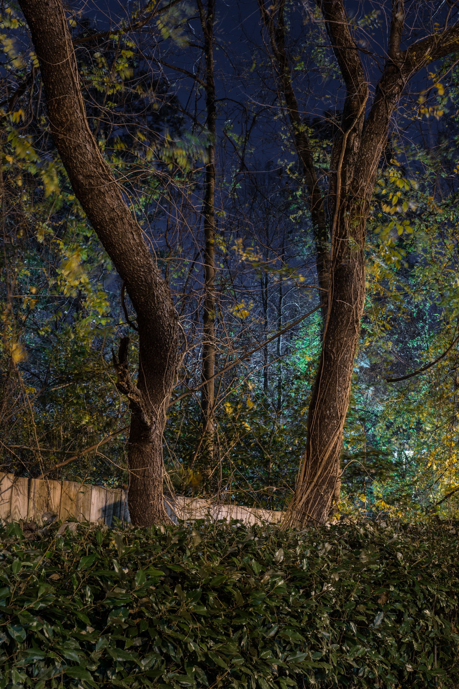 Landscaping at night, Atlanta