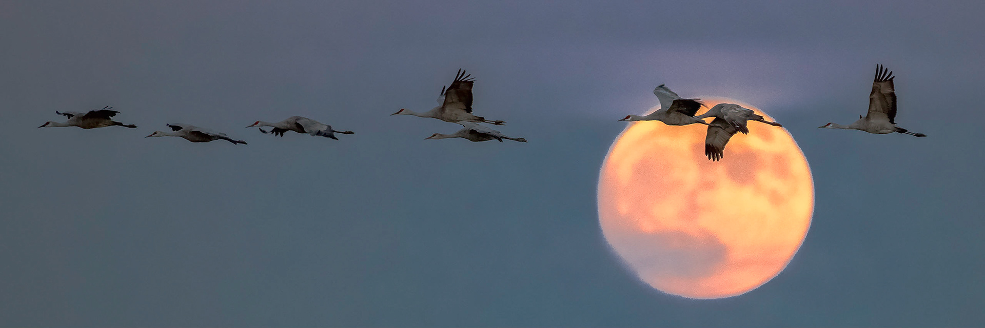 Sandhill cranes are flying over supermoon