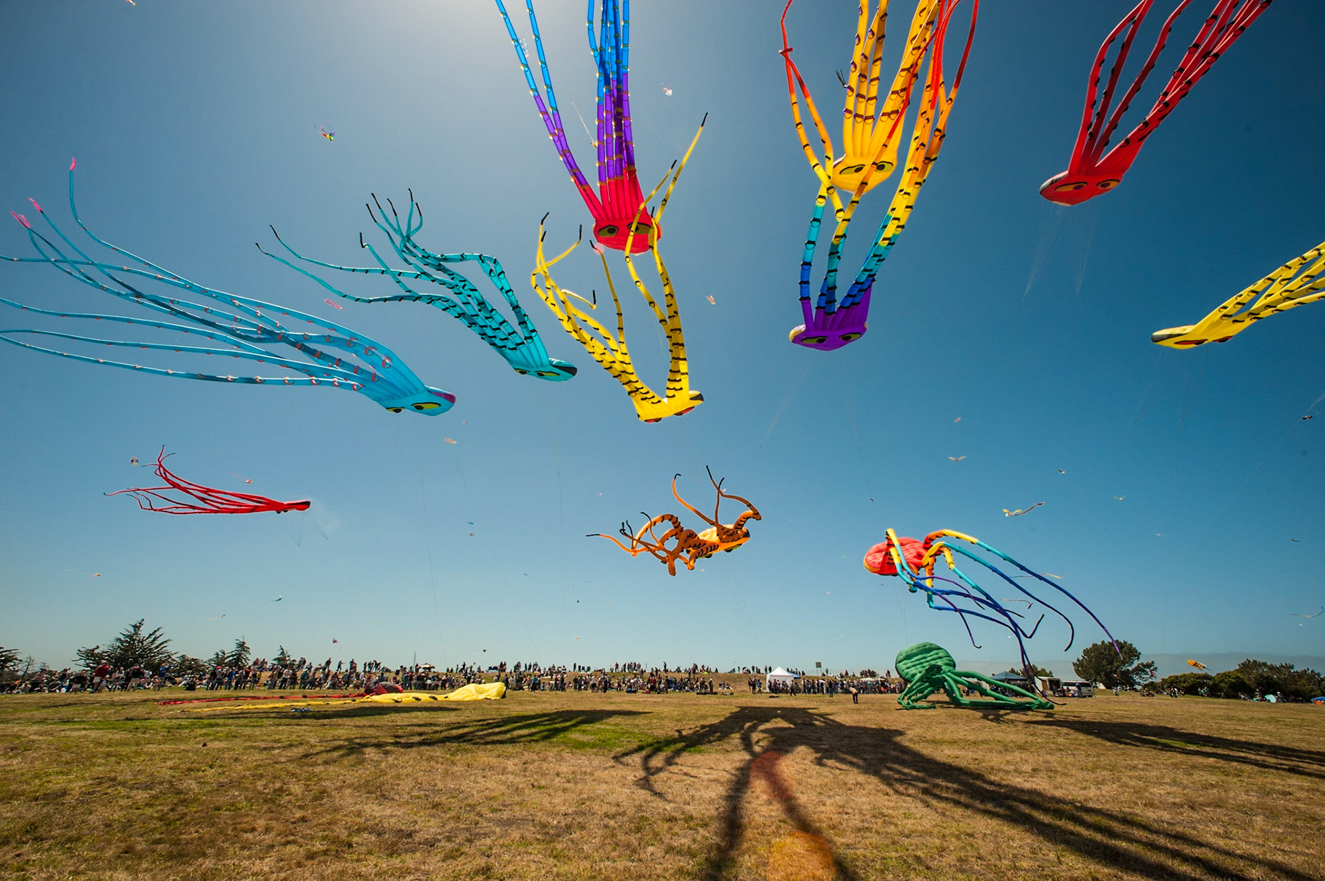 Giant octopus kites.