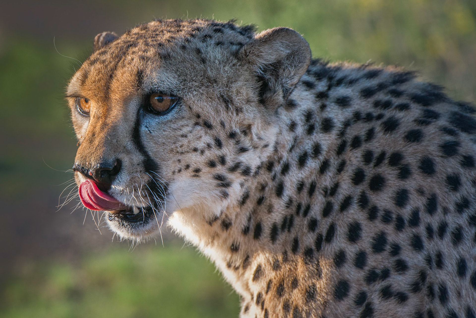 Cheetah