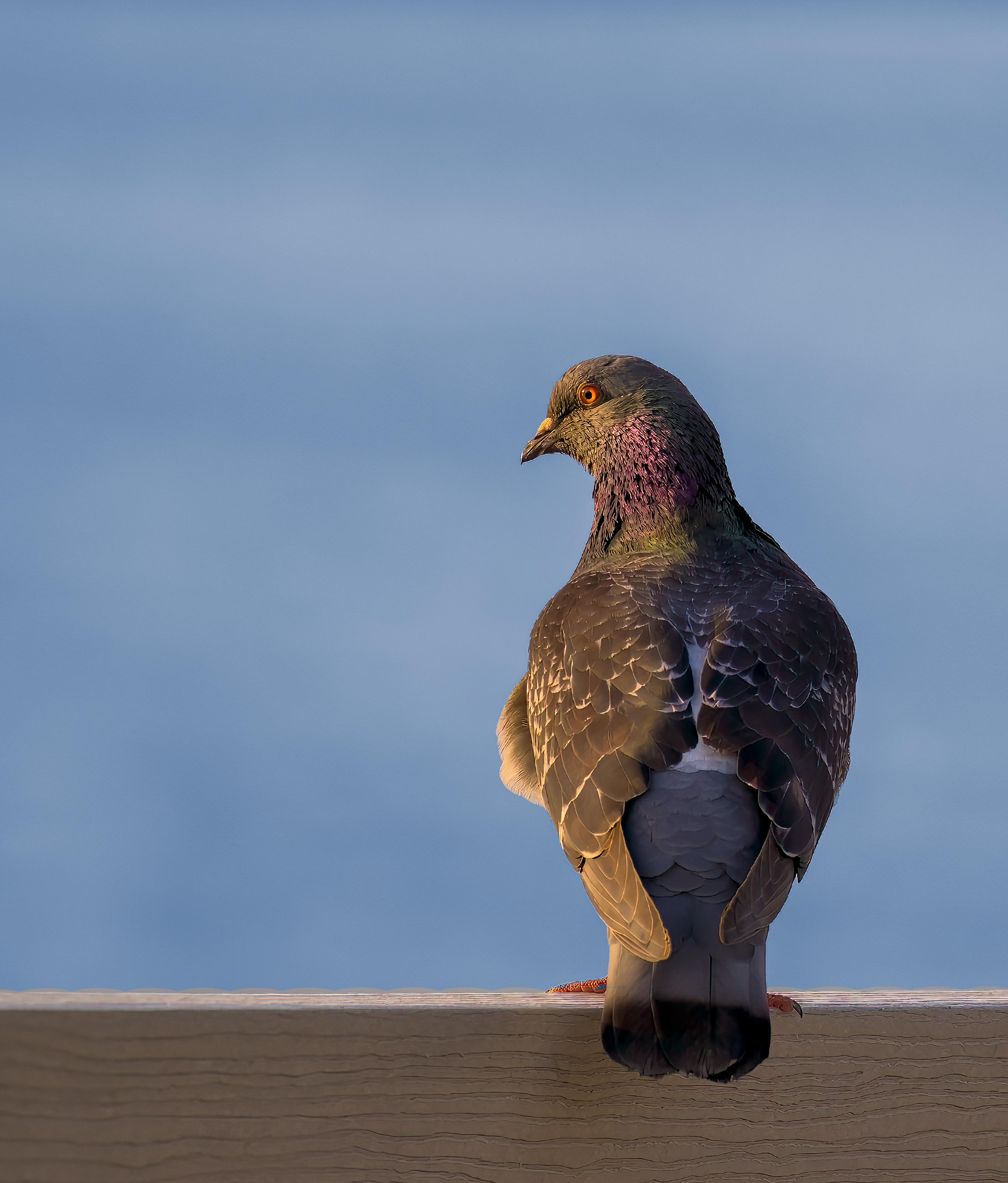 Pigeon La Conner Wa
