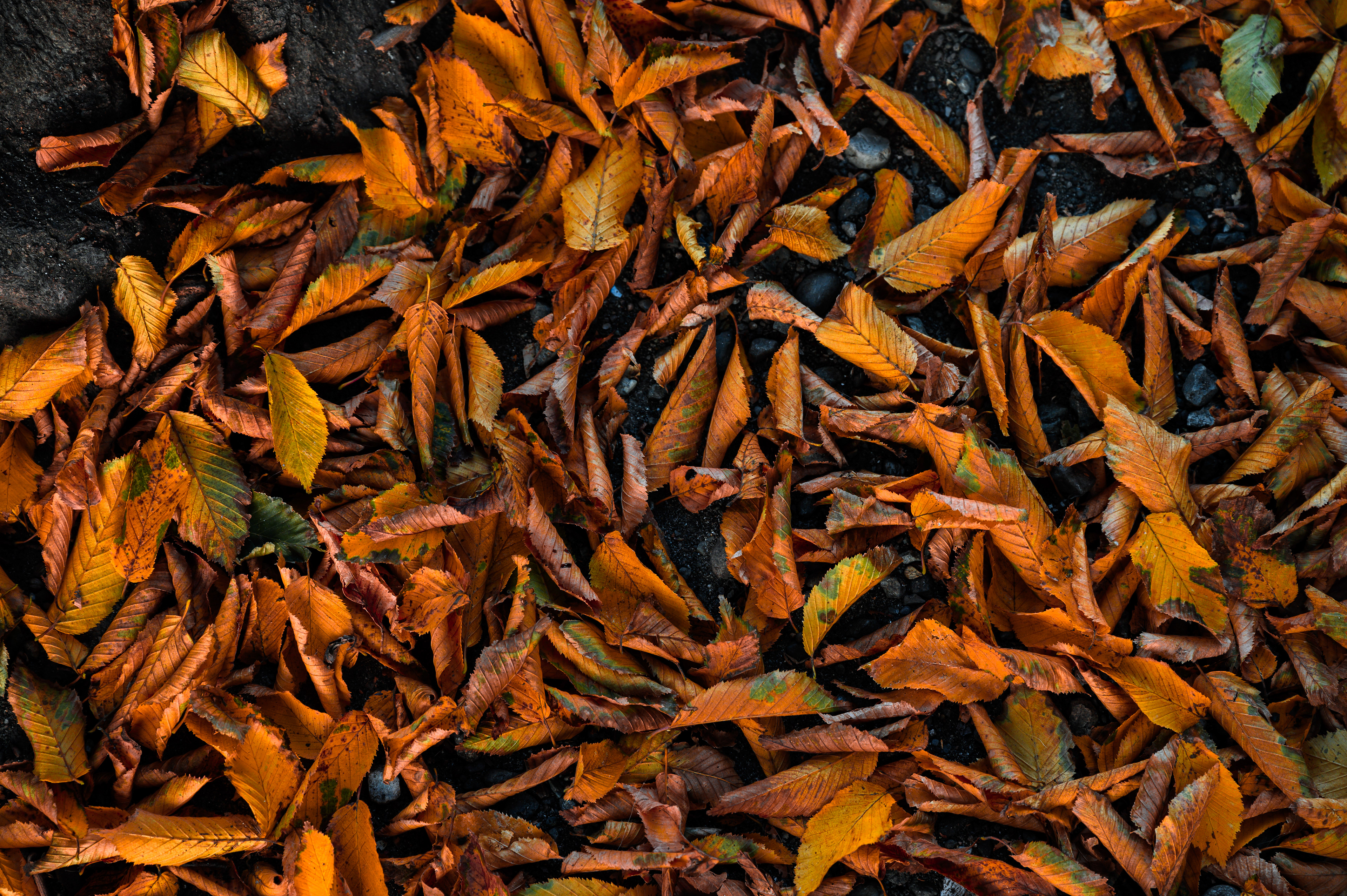 gold and Red Autumn Leaves