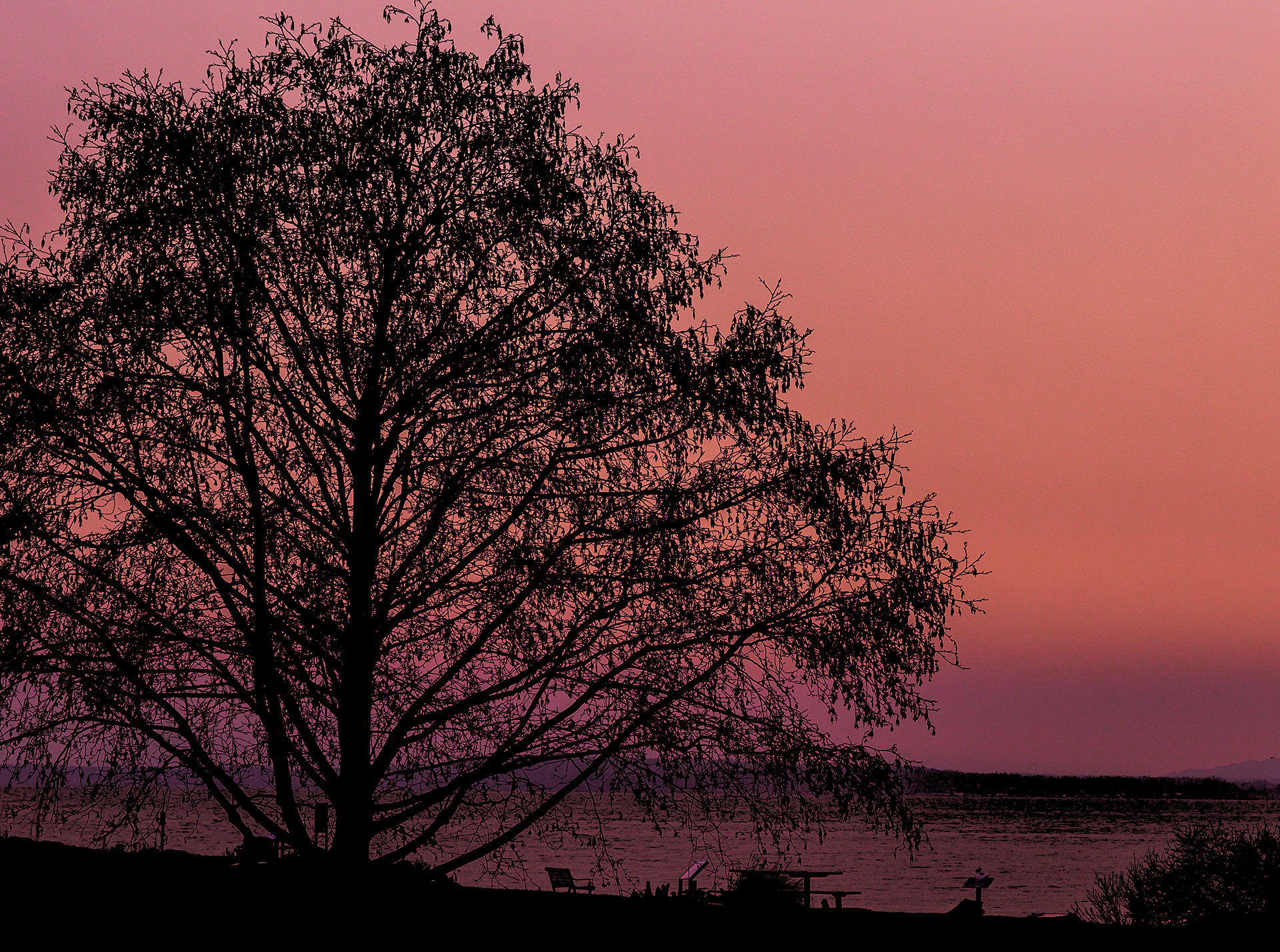 Tree Silhouette
