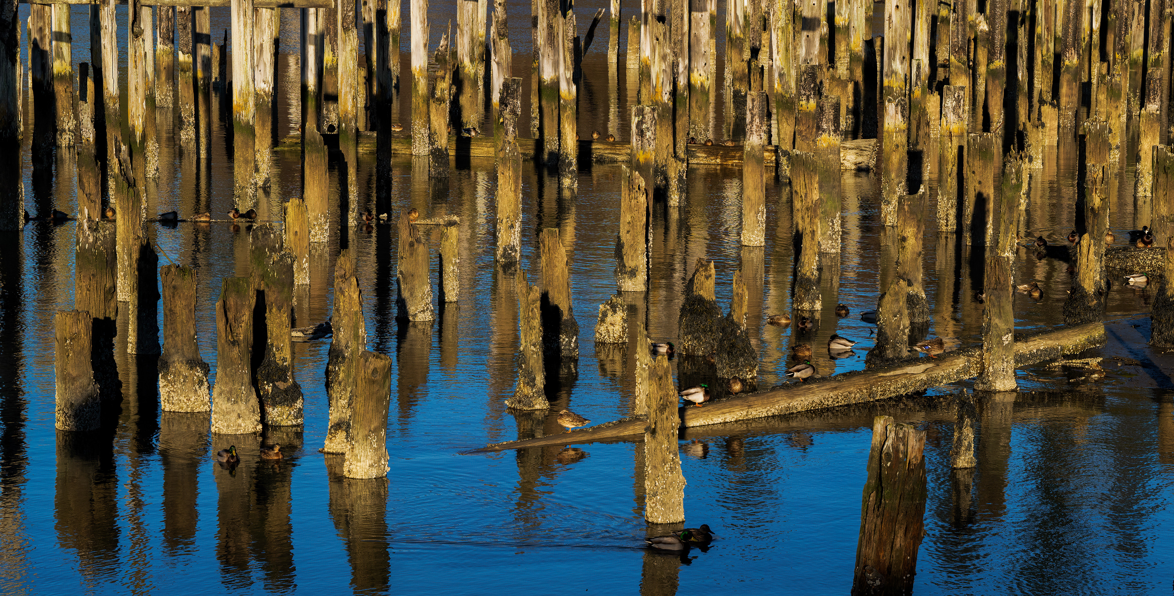 Ducks in the Heron Sanctuary North Marine Dock Everett Wa