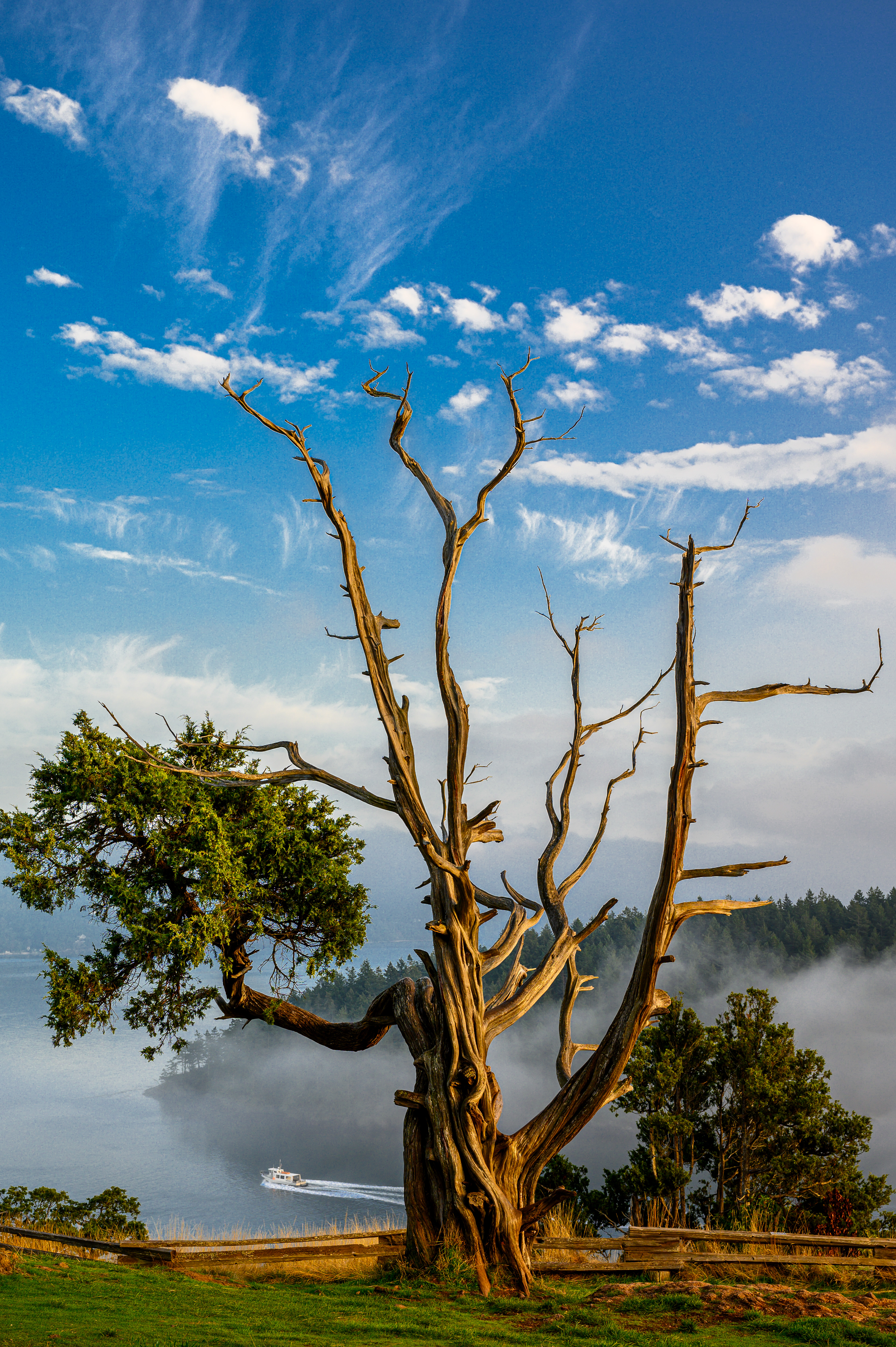 Guardian Tree