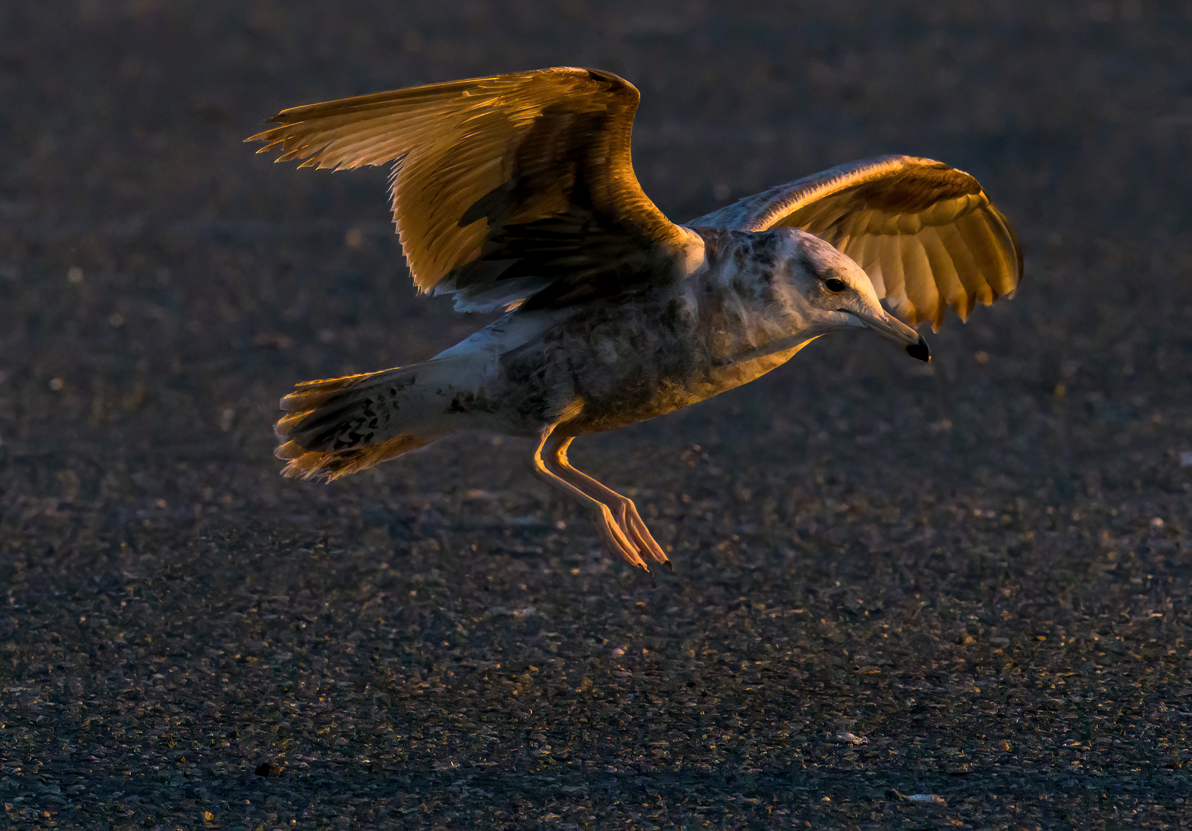 Seagull North Everett Wa Marine Dock