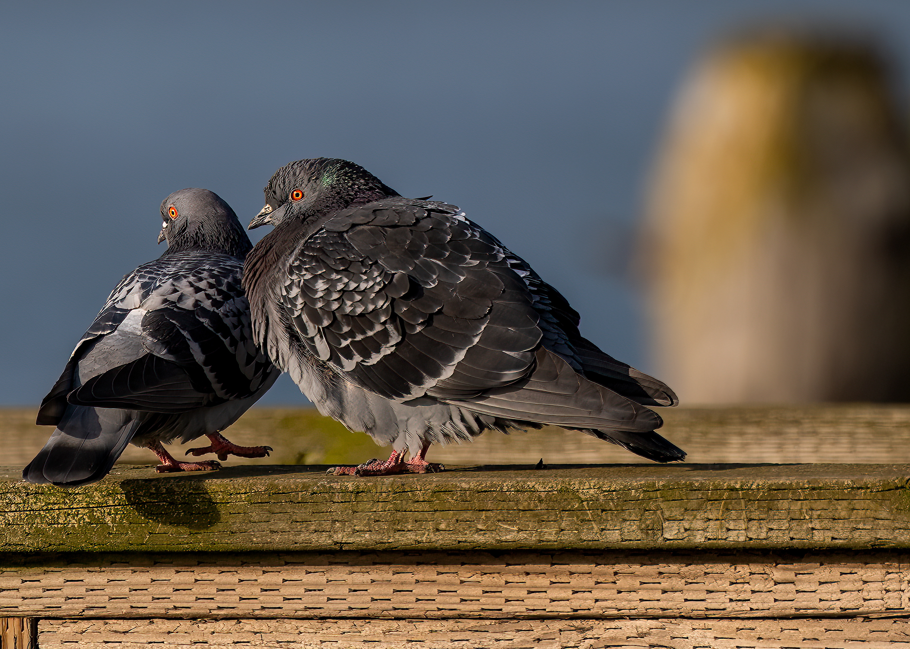 pigeons La Conner Wa