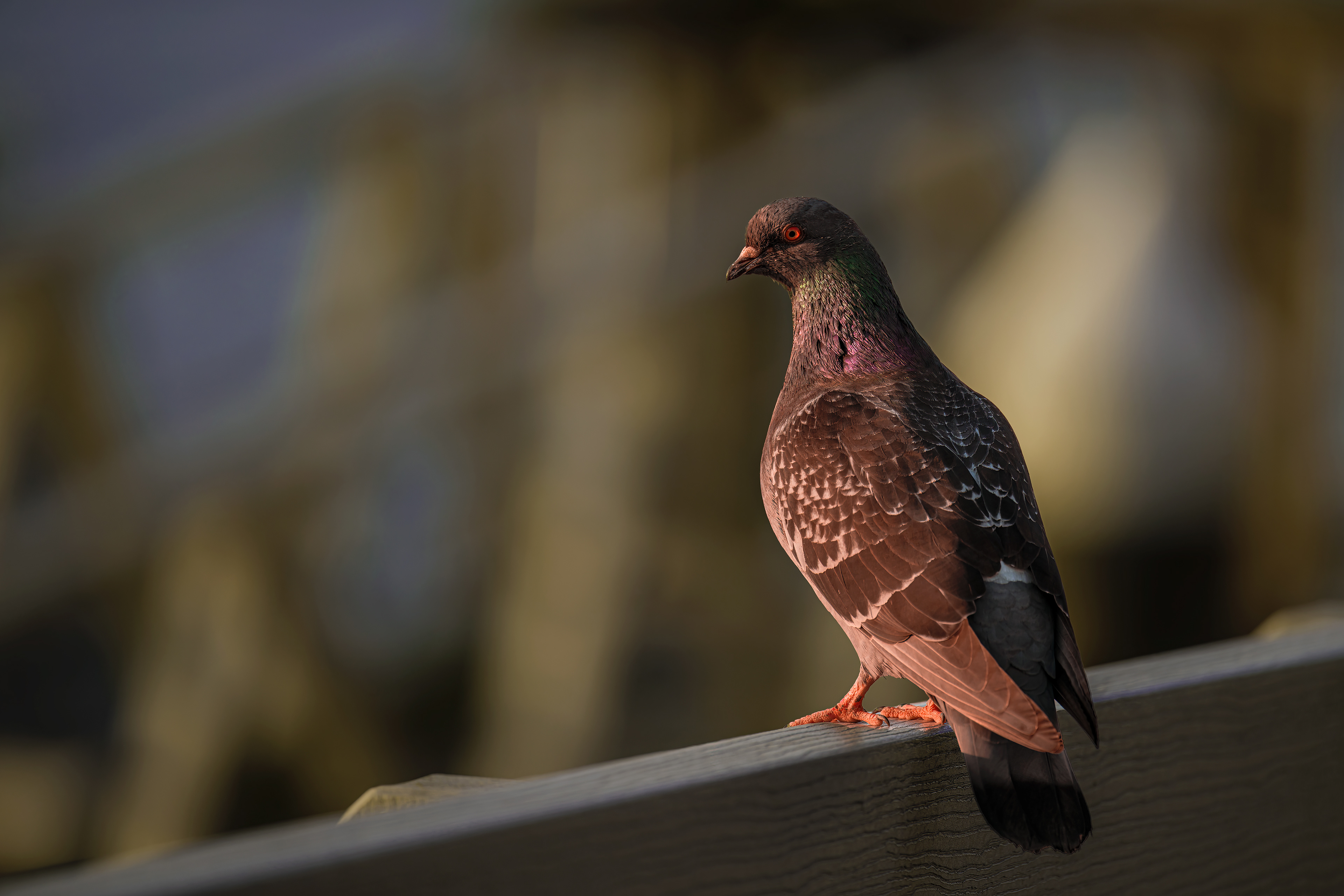 Pigeon La Conner Wa