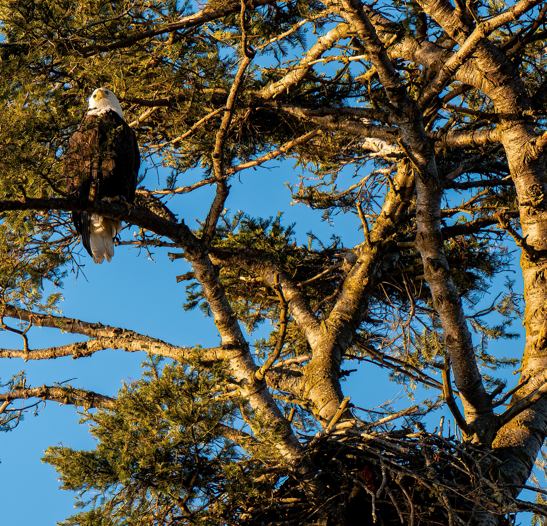 Eagle at nest Tulalip Bay Wa