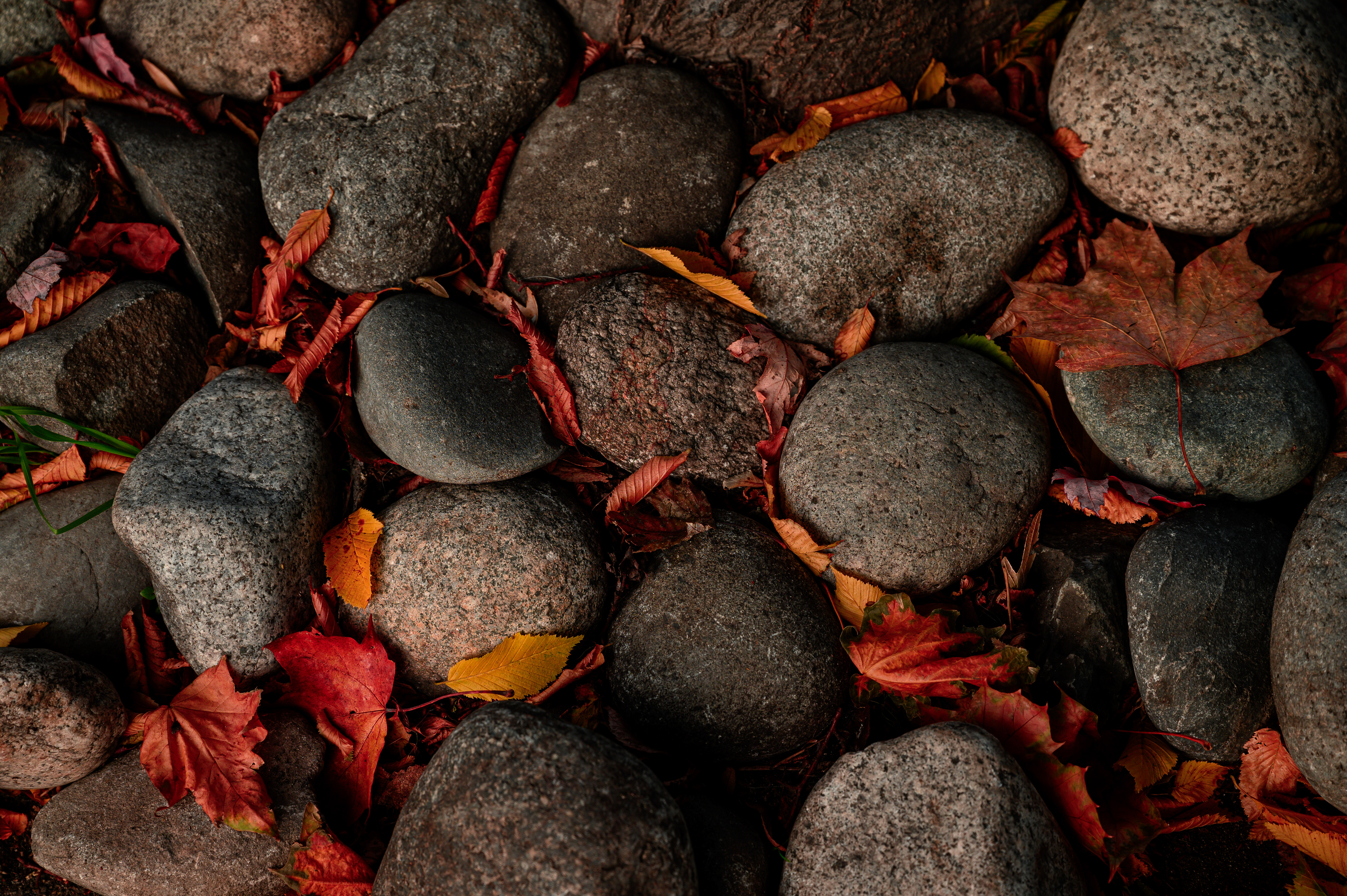 Rocks and Autumn Leaves