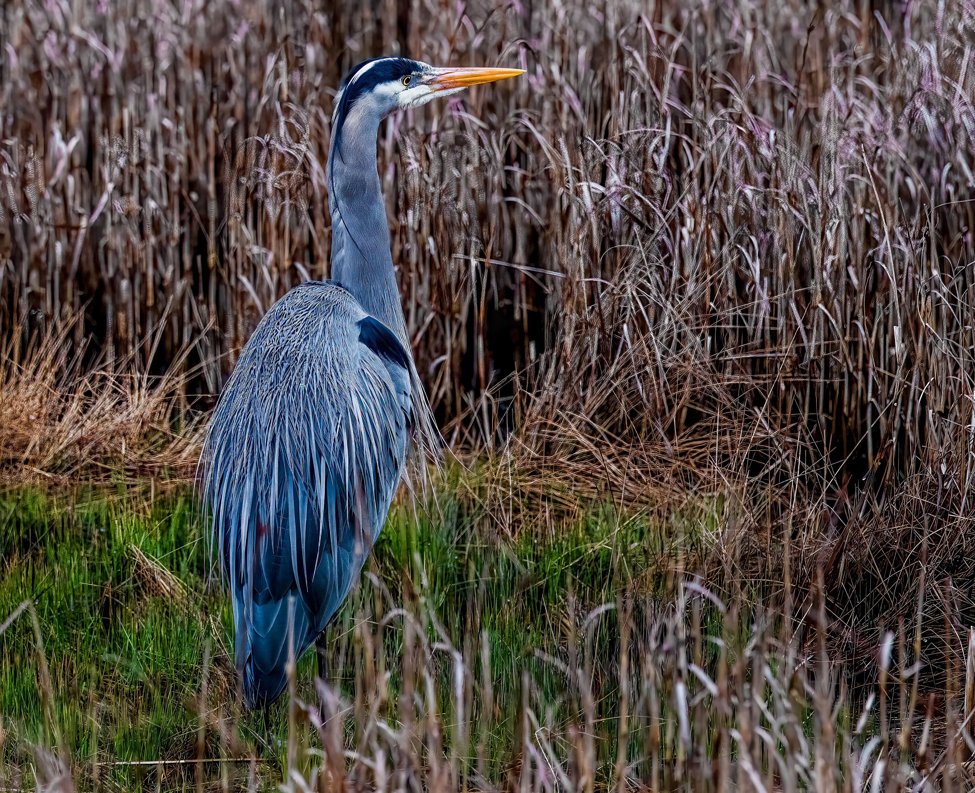 Heron in Edmonds Marsh