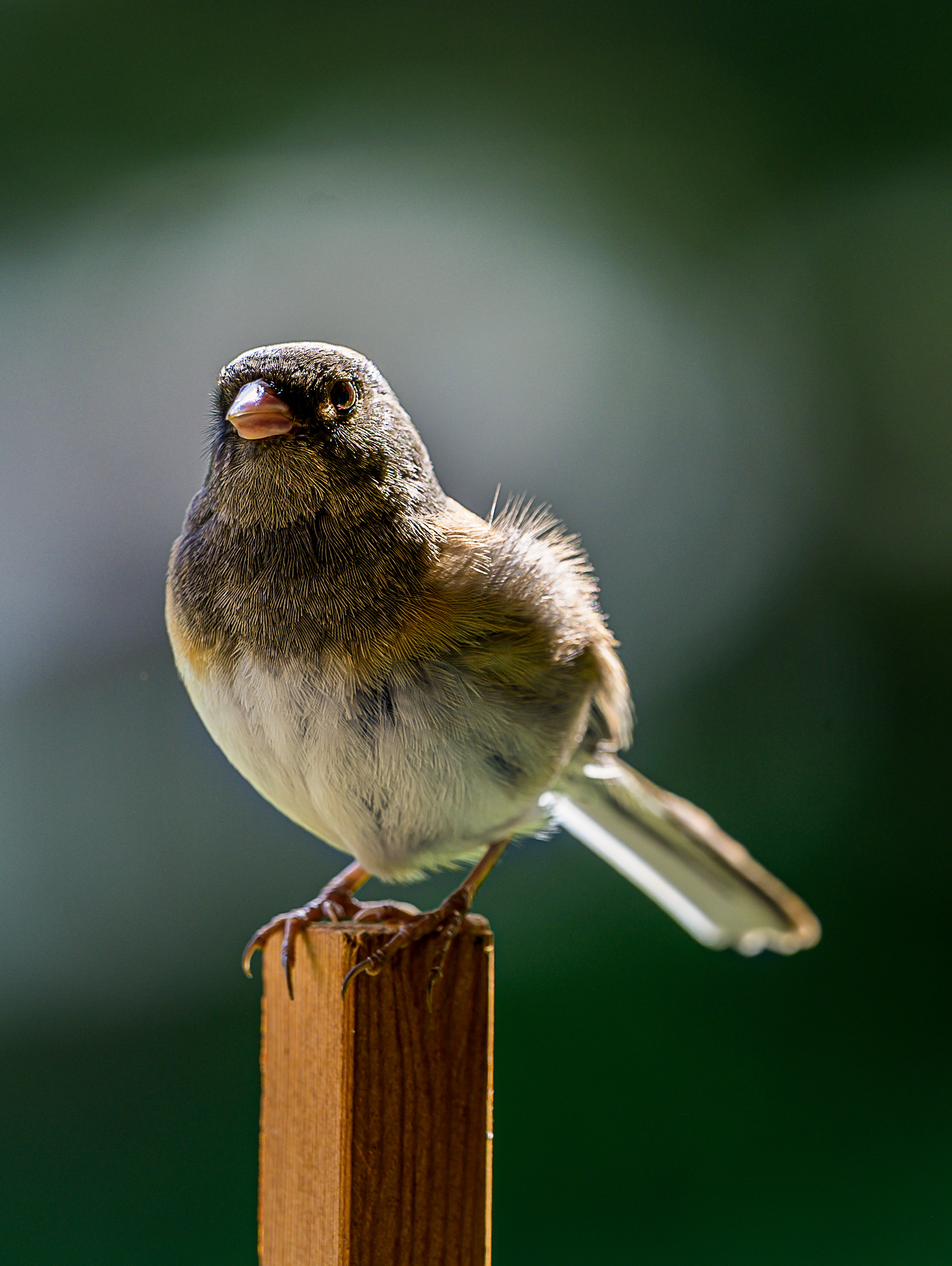 Junco on my deck