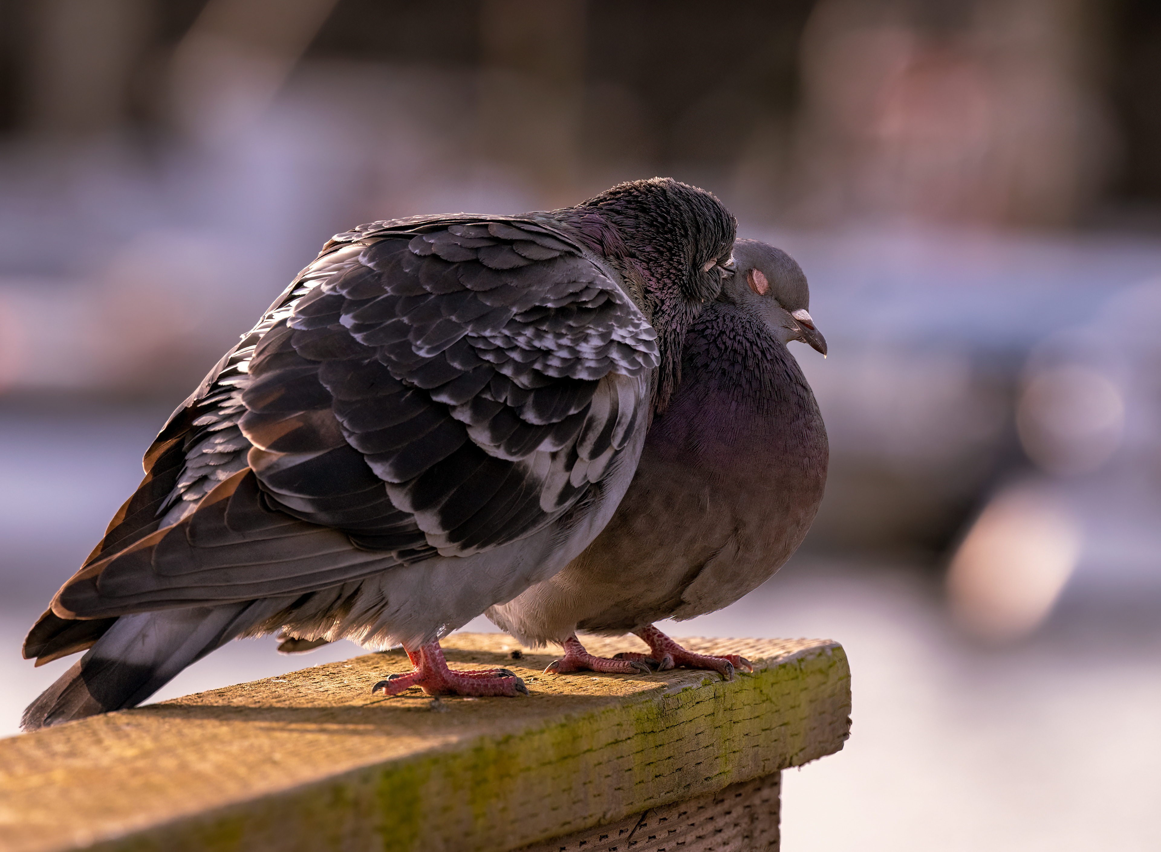 pigeons La Conner Wa
