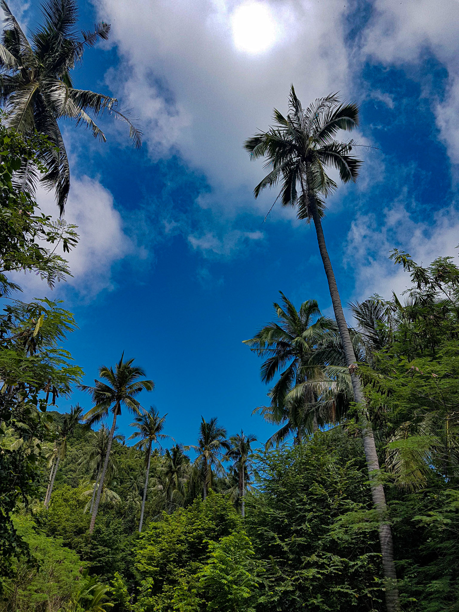Lush trees.