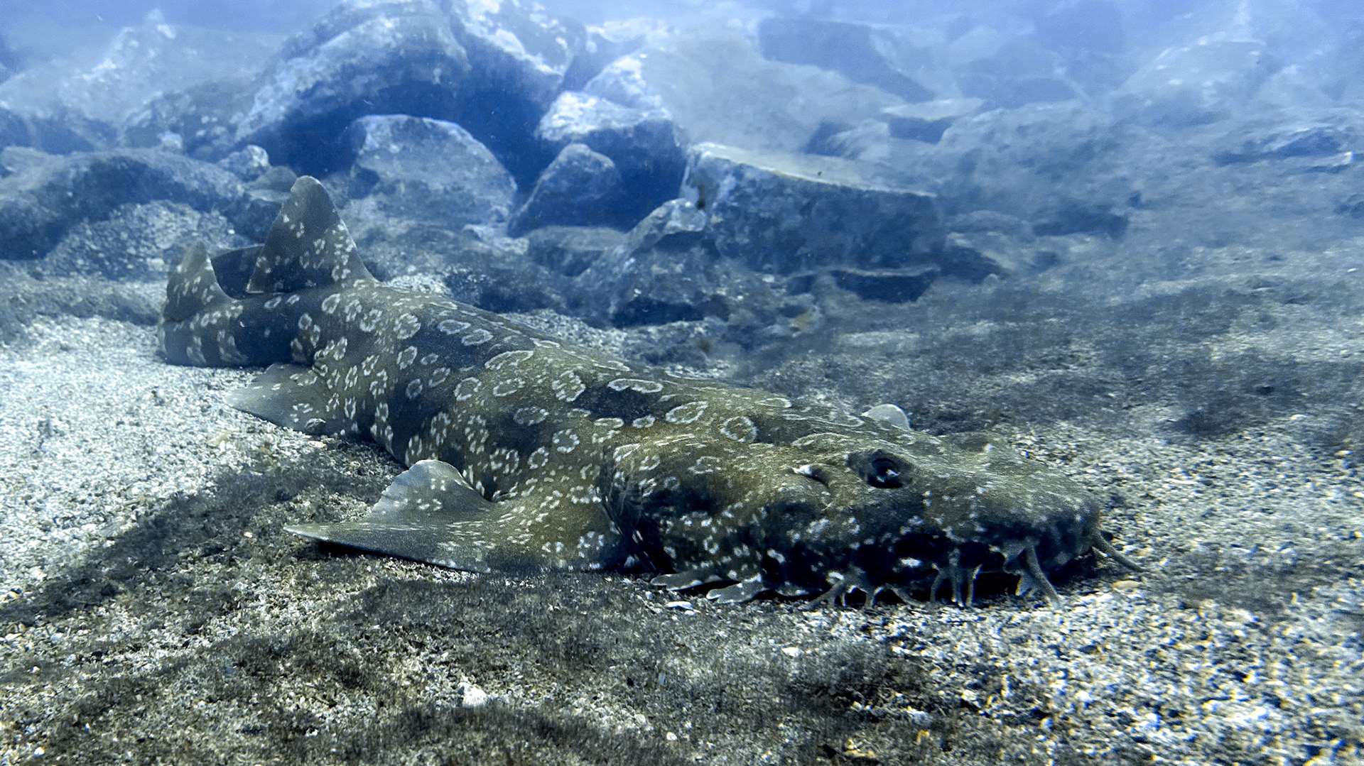 Scuba Diving at Gravel Loader