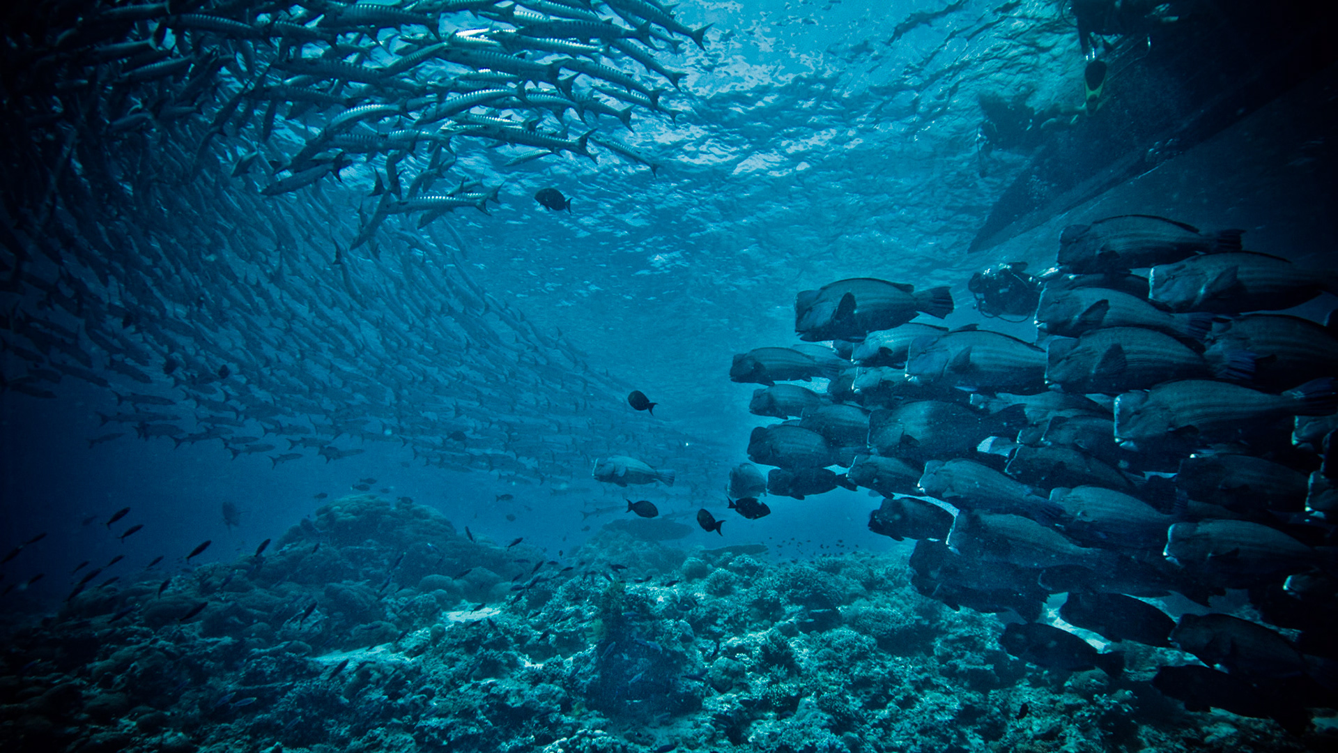 Barracudas and Bumpheads