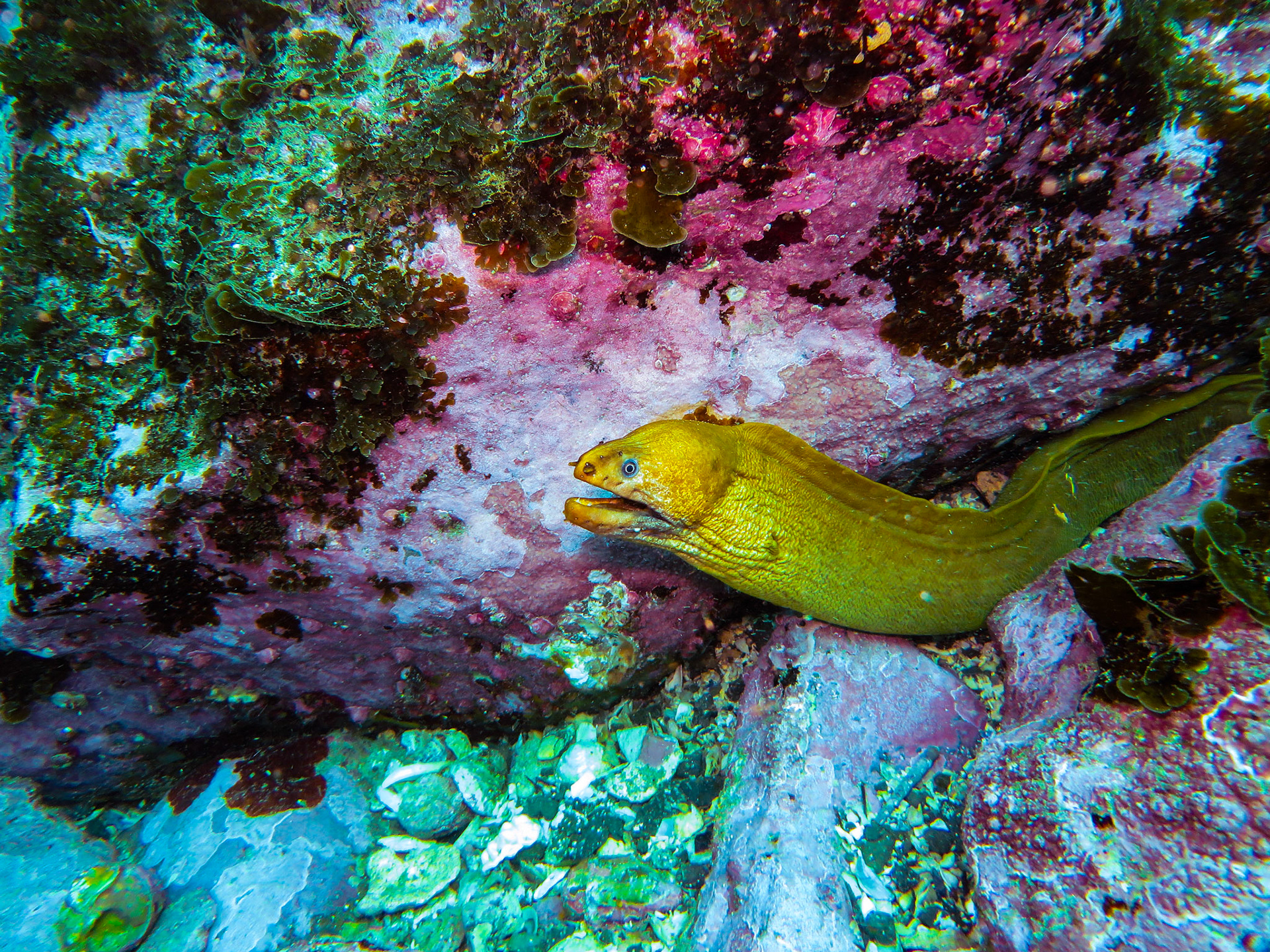 Scuba Diving at Bushrangers Bay