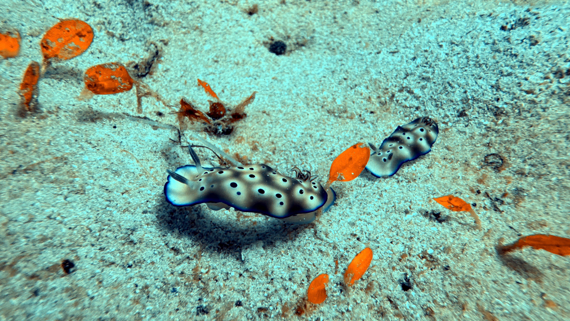 Scuba Diving in Komodo - Siaba Besar