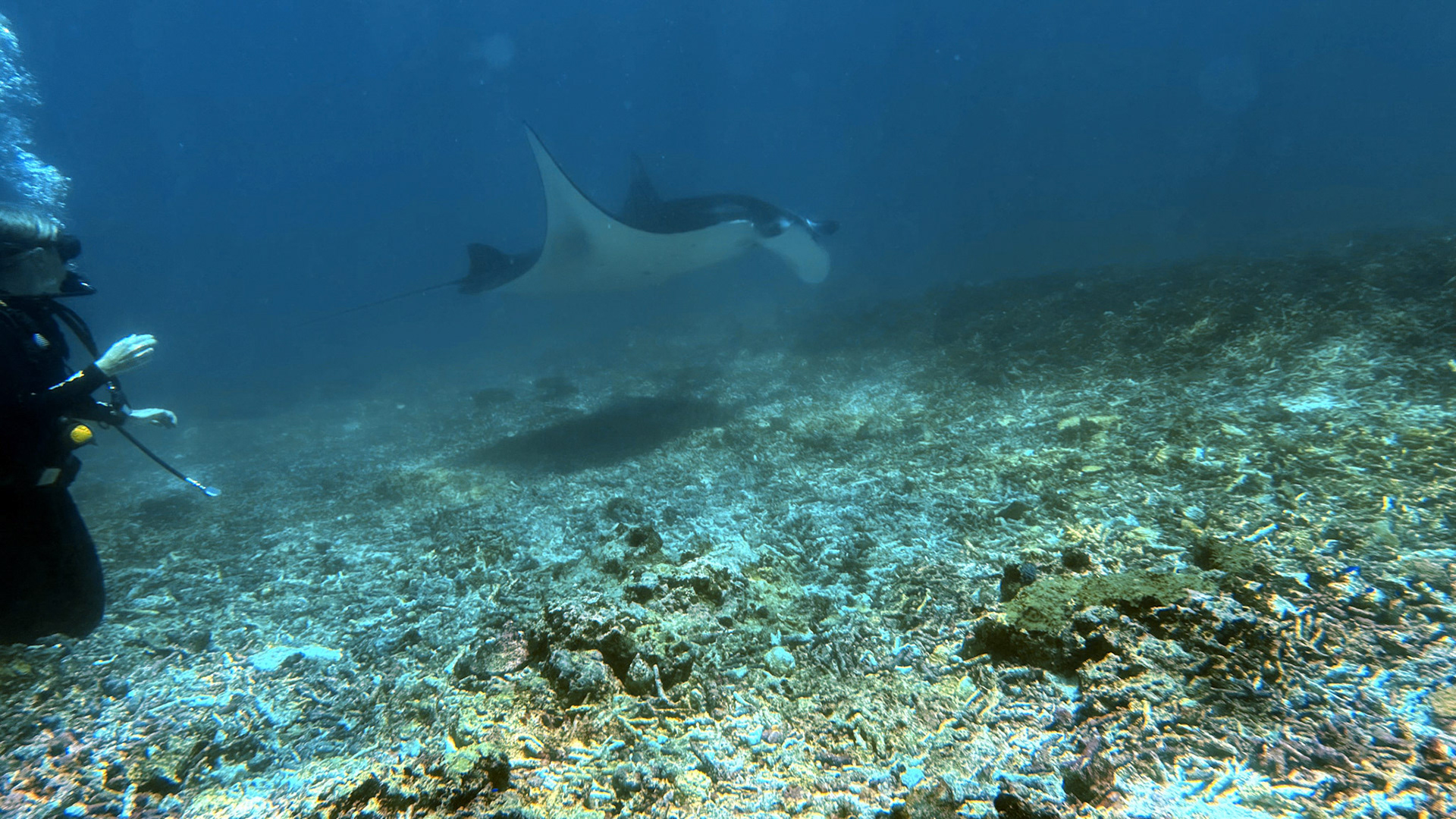 Scuba Diving in Komodo - Mawan