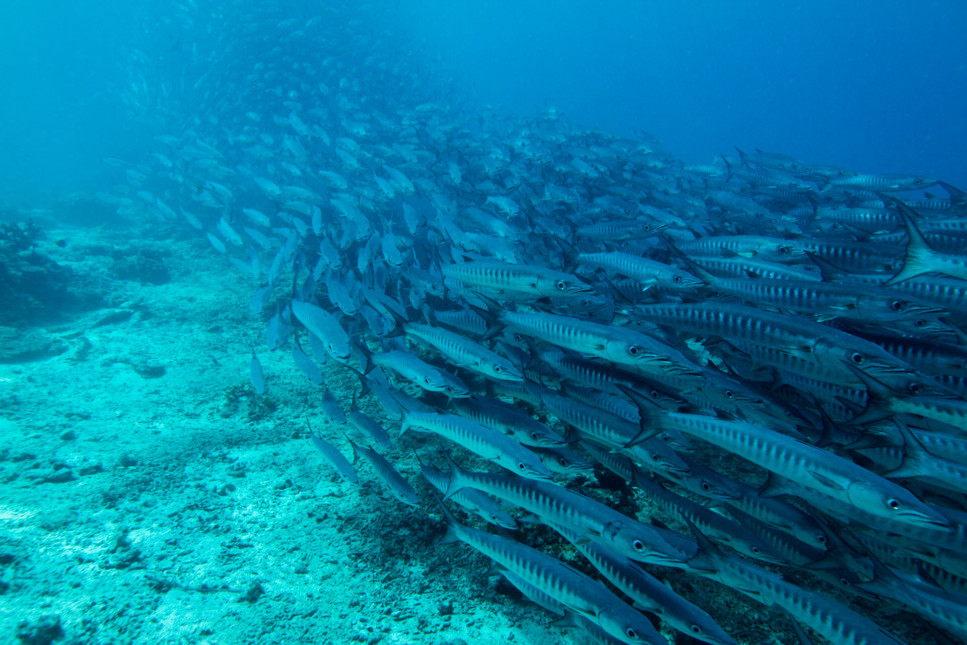 Barracudas
