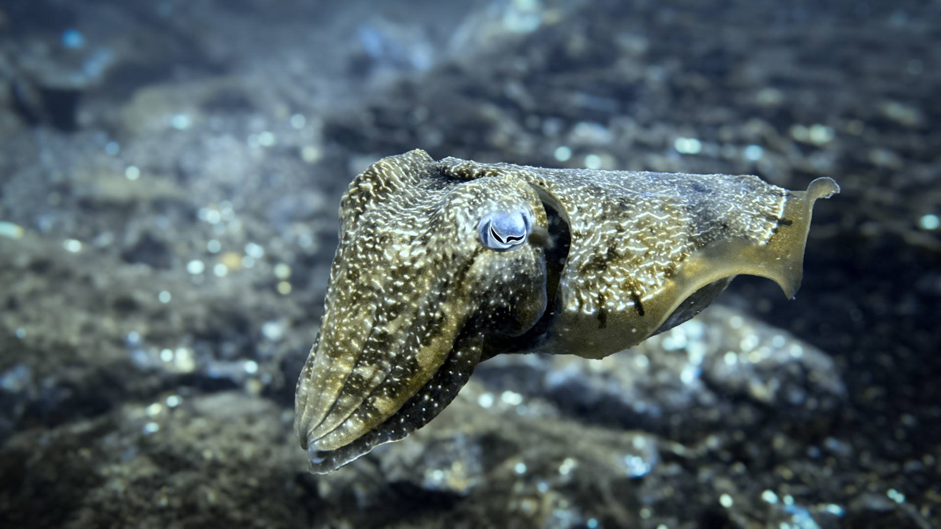 Scuba Diving at Gravel Loader