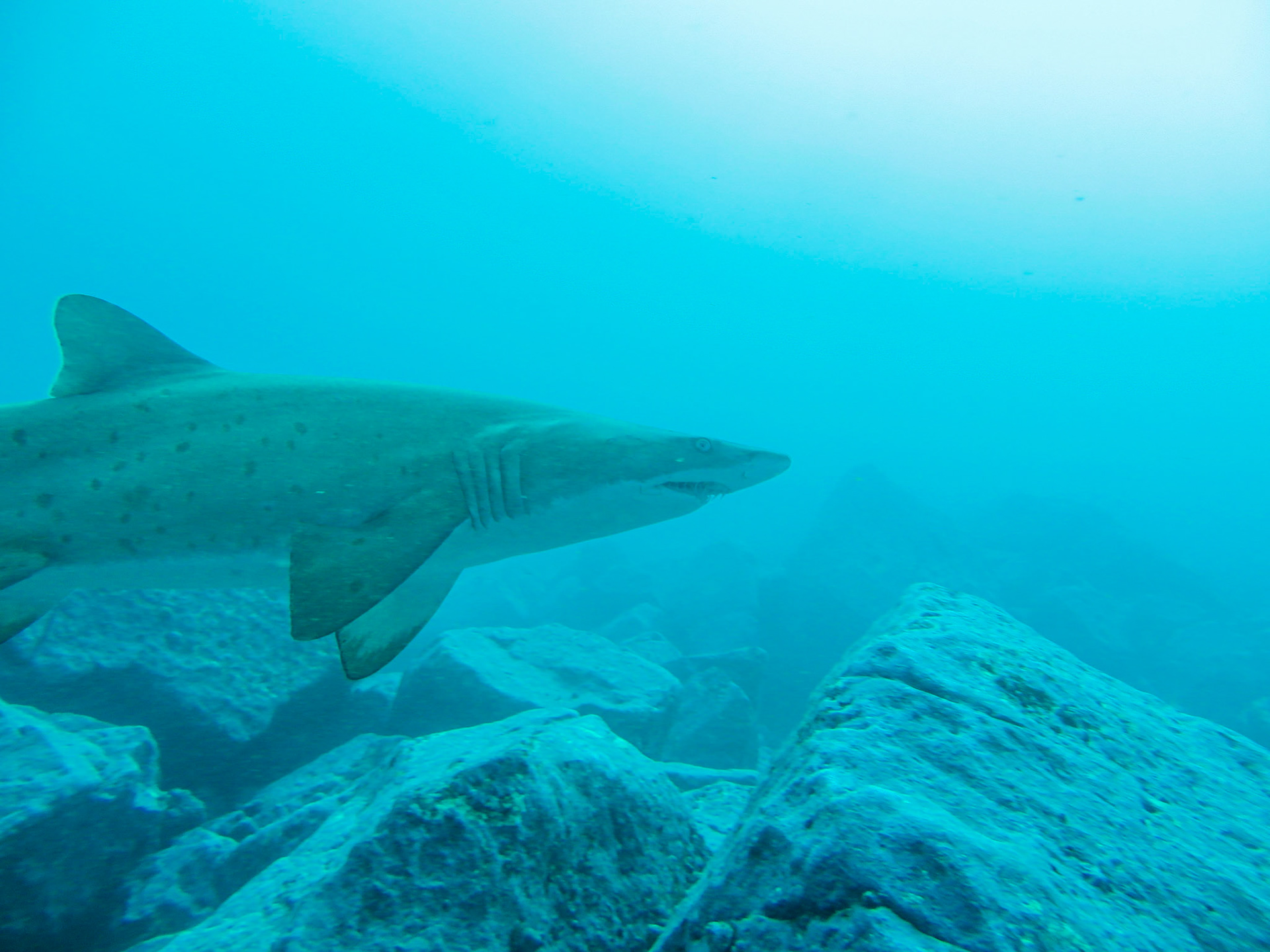 Scuba Diving at Bushrangers Bay
