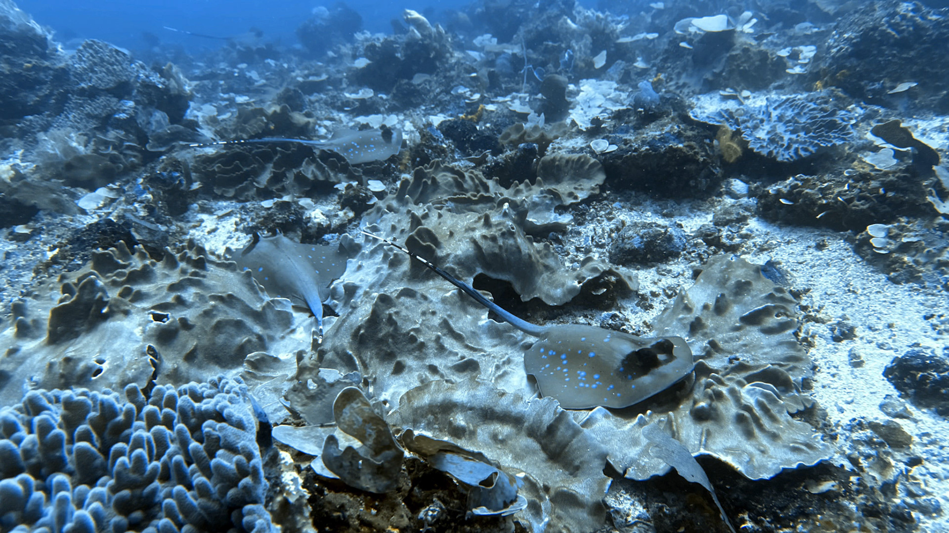 Scuba Diving in Komodo - Three Sisters