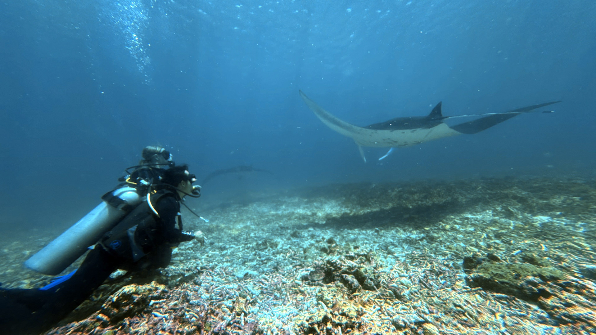 Scuba Diving in Komodo - Mawan