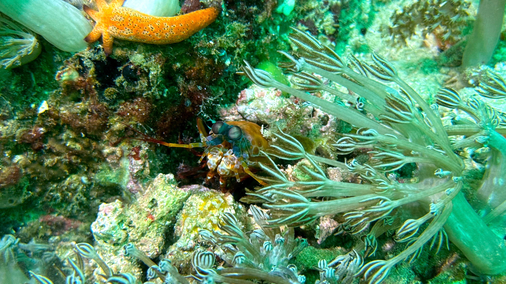 Scuba Diving in Komodo - Gindang