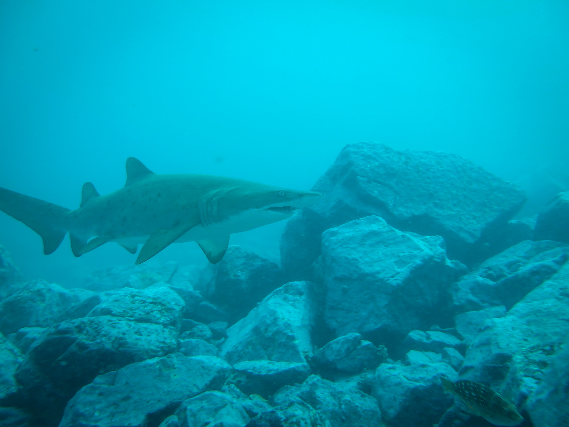 Scuba Diving at Bushrangers Bay