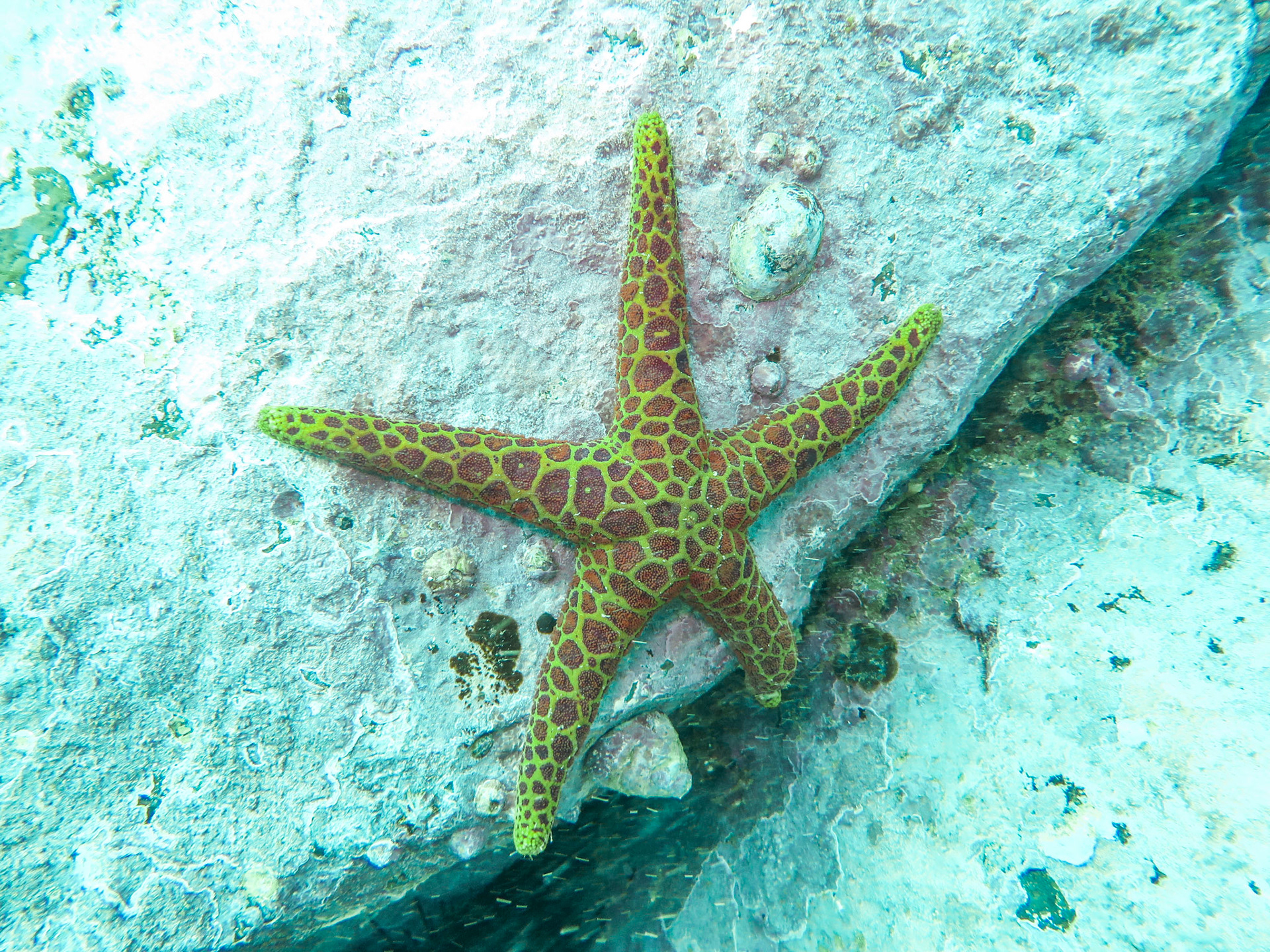 Scuba Diving at Bushrangers Bay