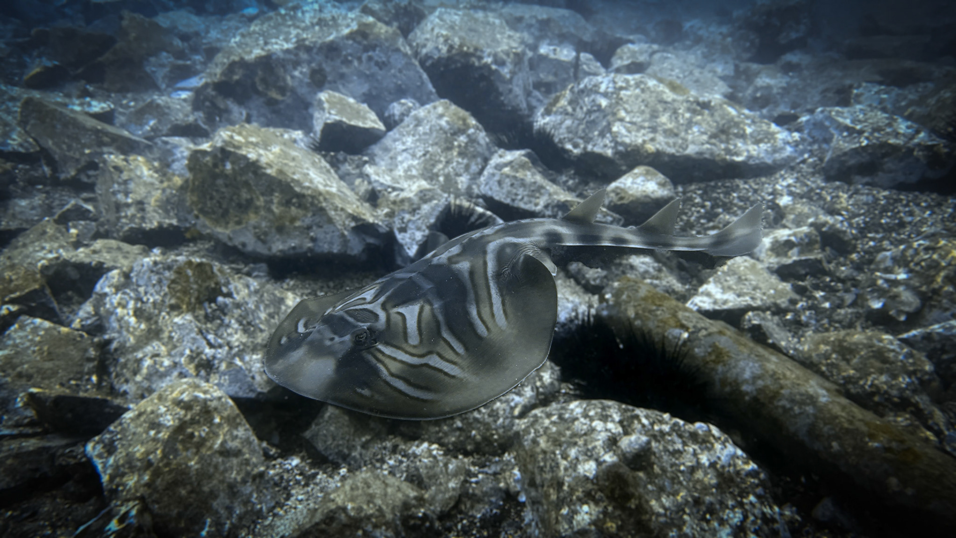 Scuba Diving at Gravel Loader