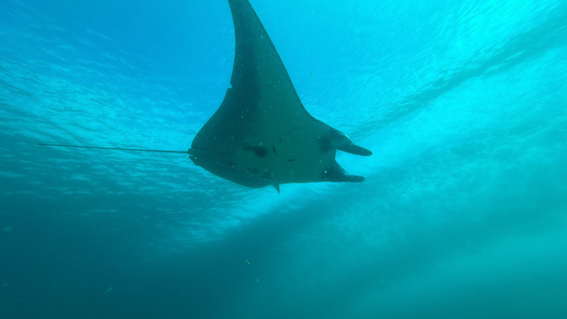 Scuba Diving in Komodo - Mawan